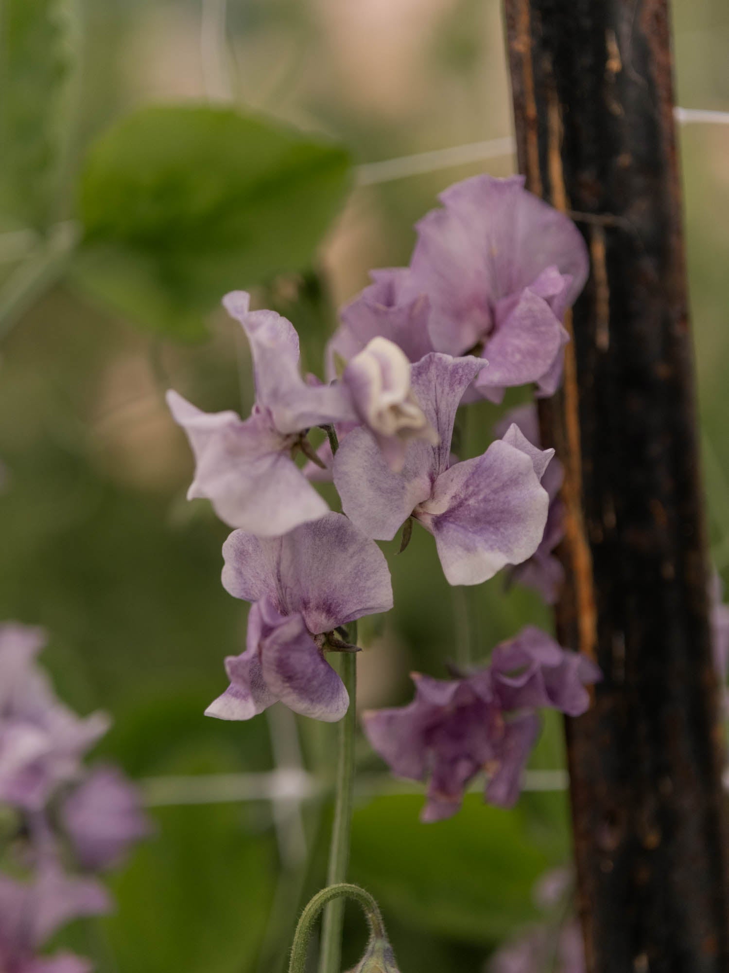 SWEET PEA - David Tostevin - PLANTS