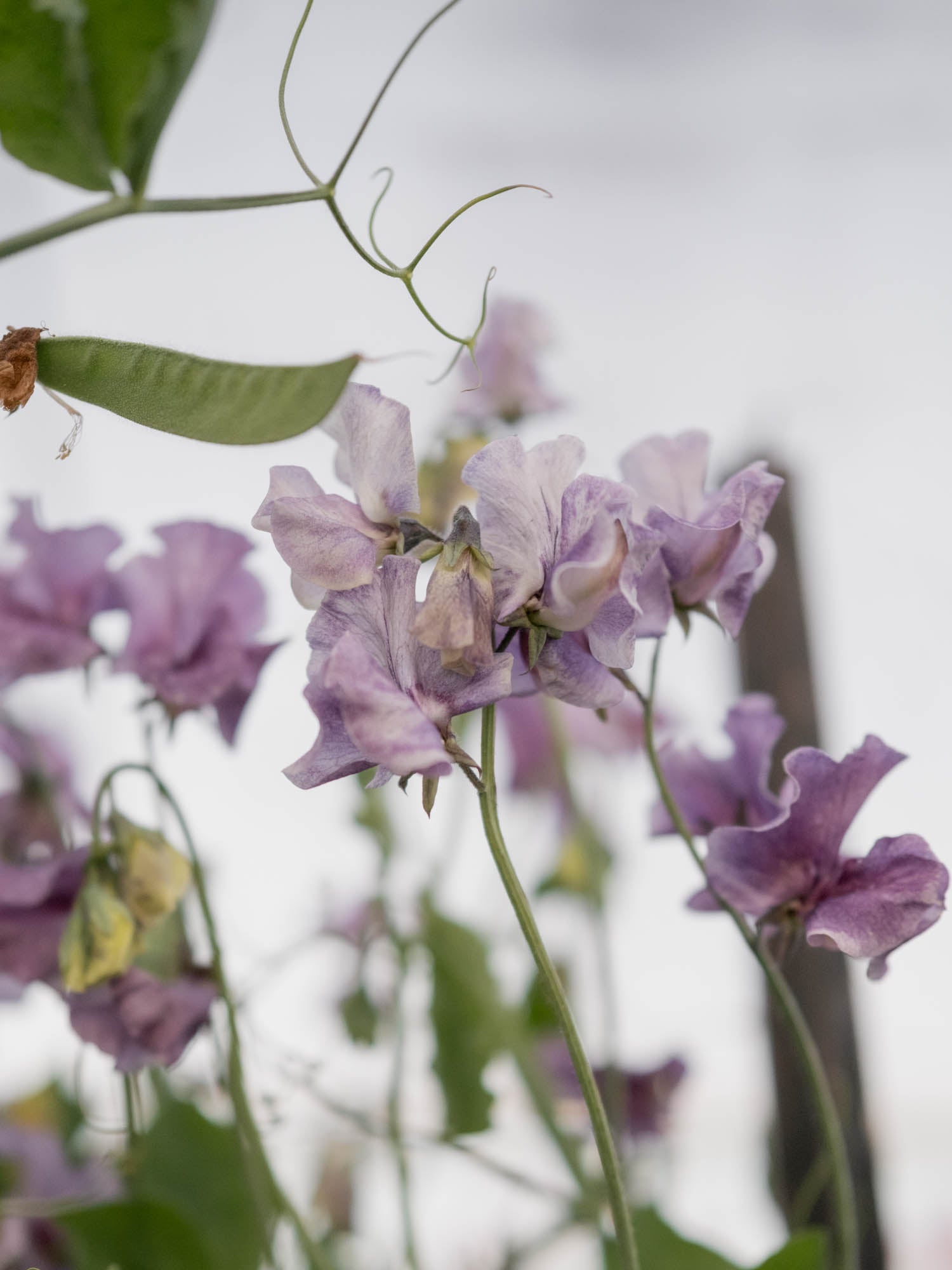 SWEET PEA - David Tostevin - PLANTS