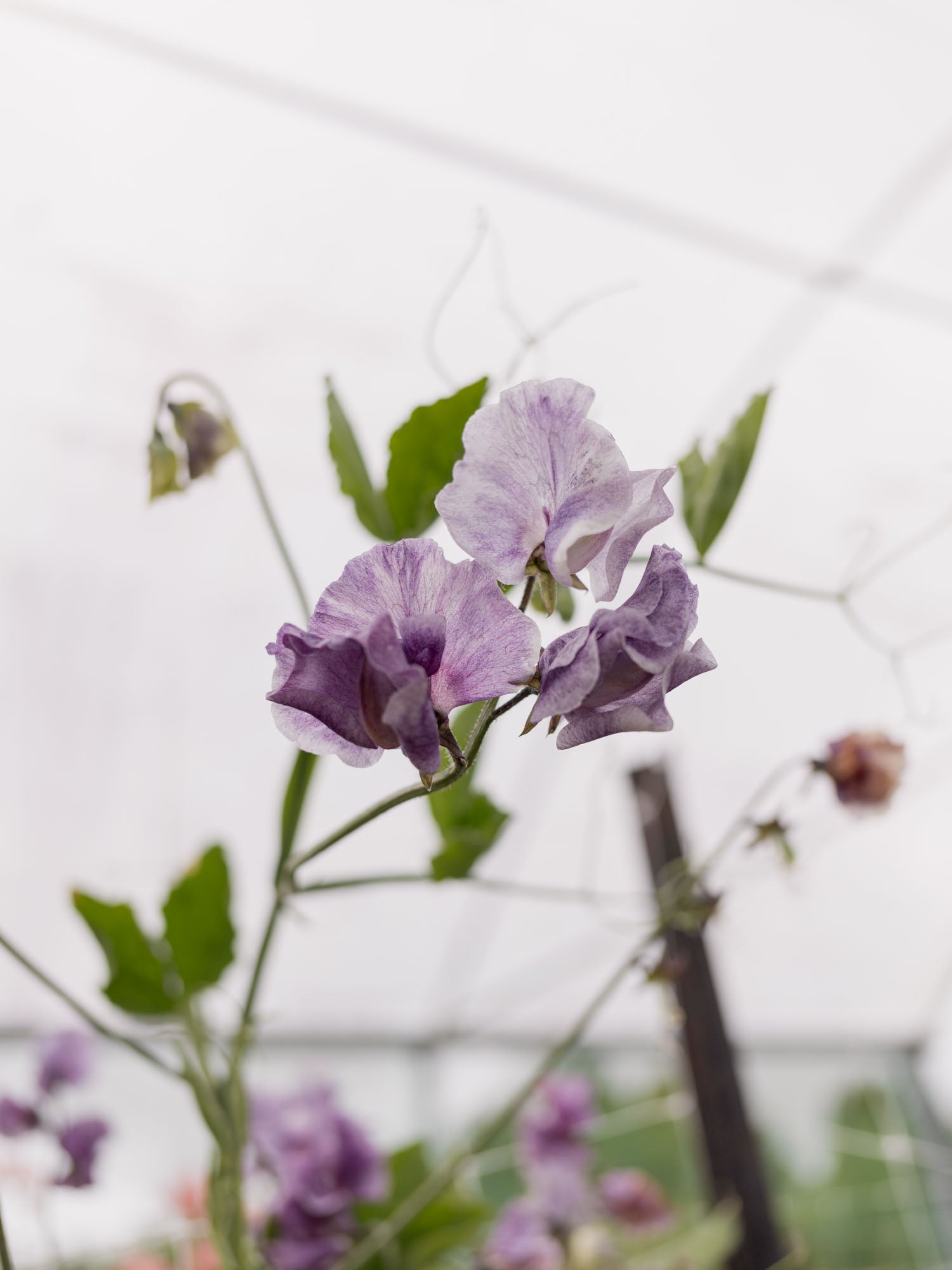 SWEET PEA - David Tostevin - PLANTS