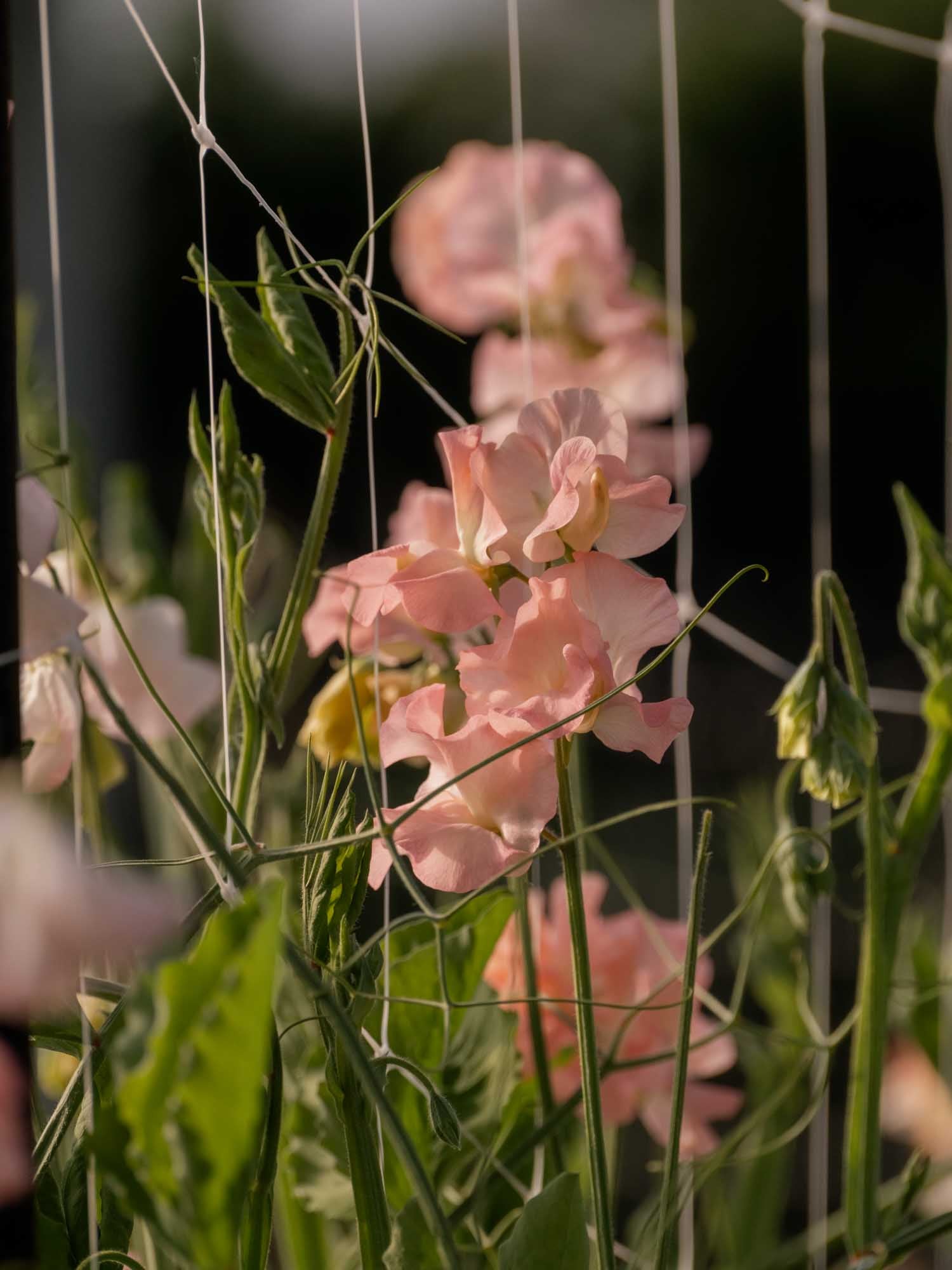 Sweet Pea - Emma