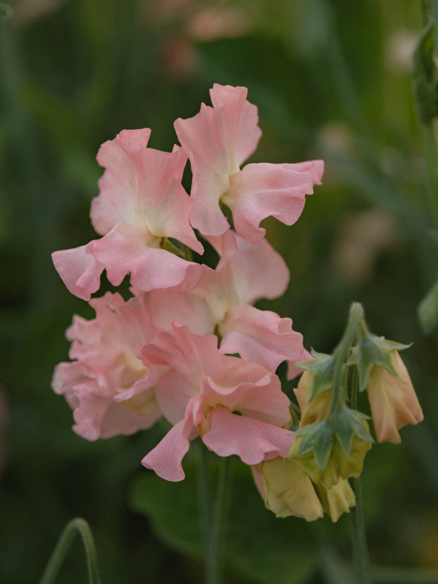 Sweet Pea - Emma