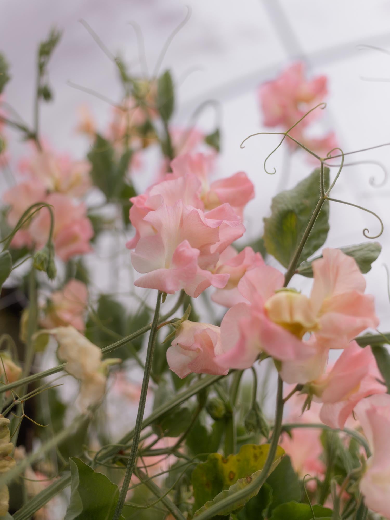 Sweet Pea - Emma