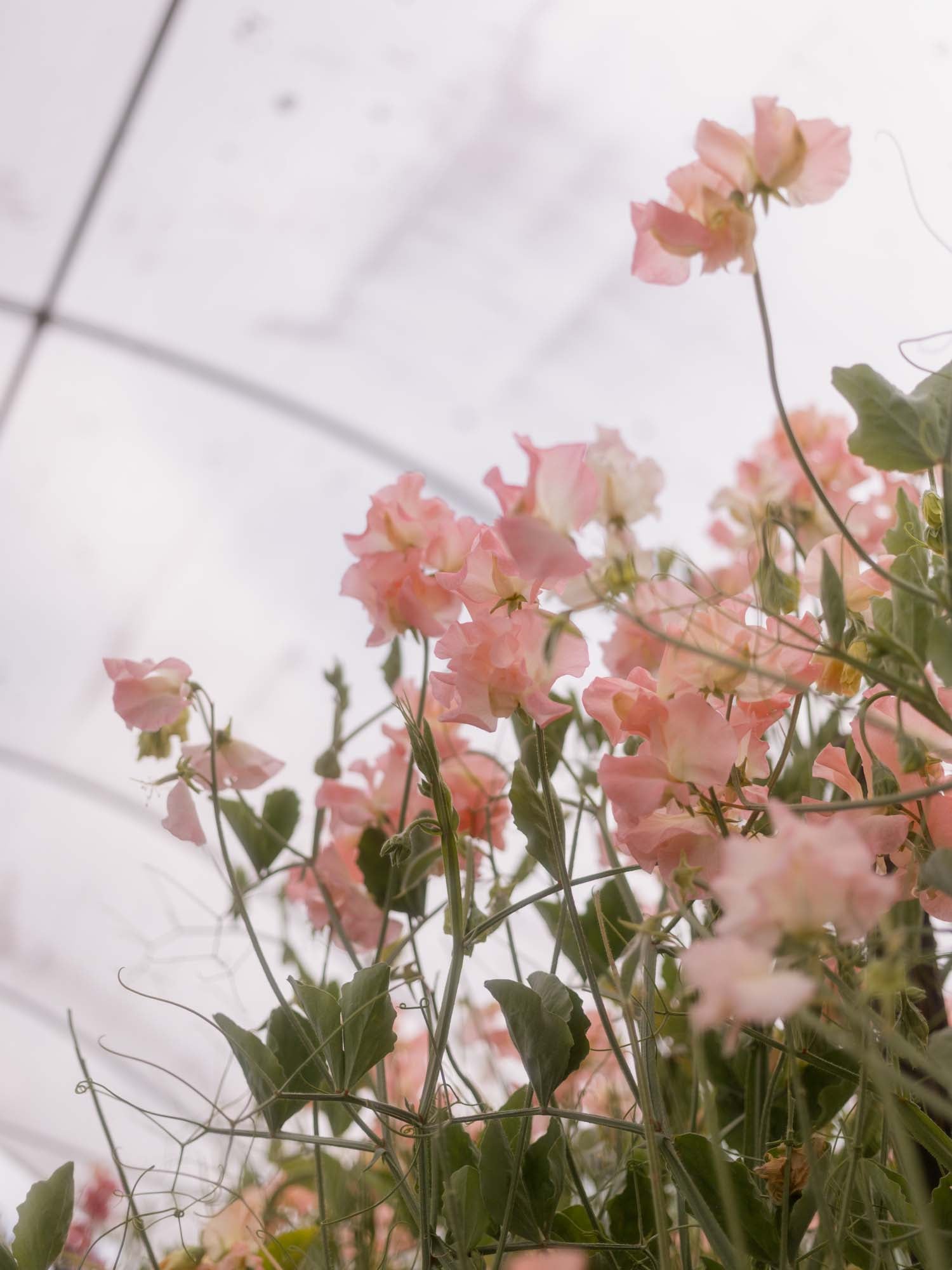 Sweet Pea - Emma