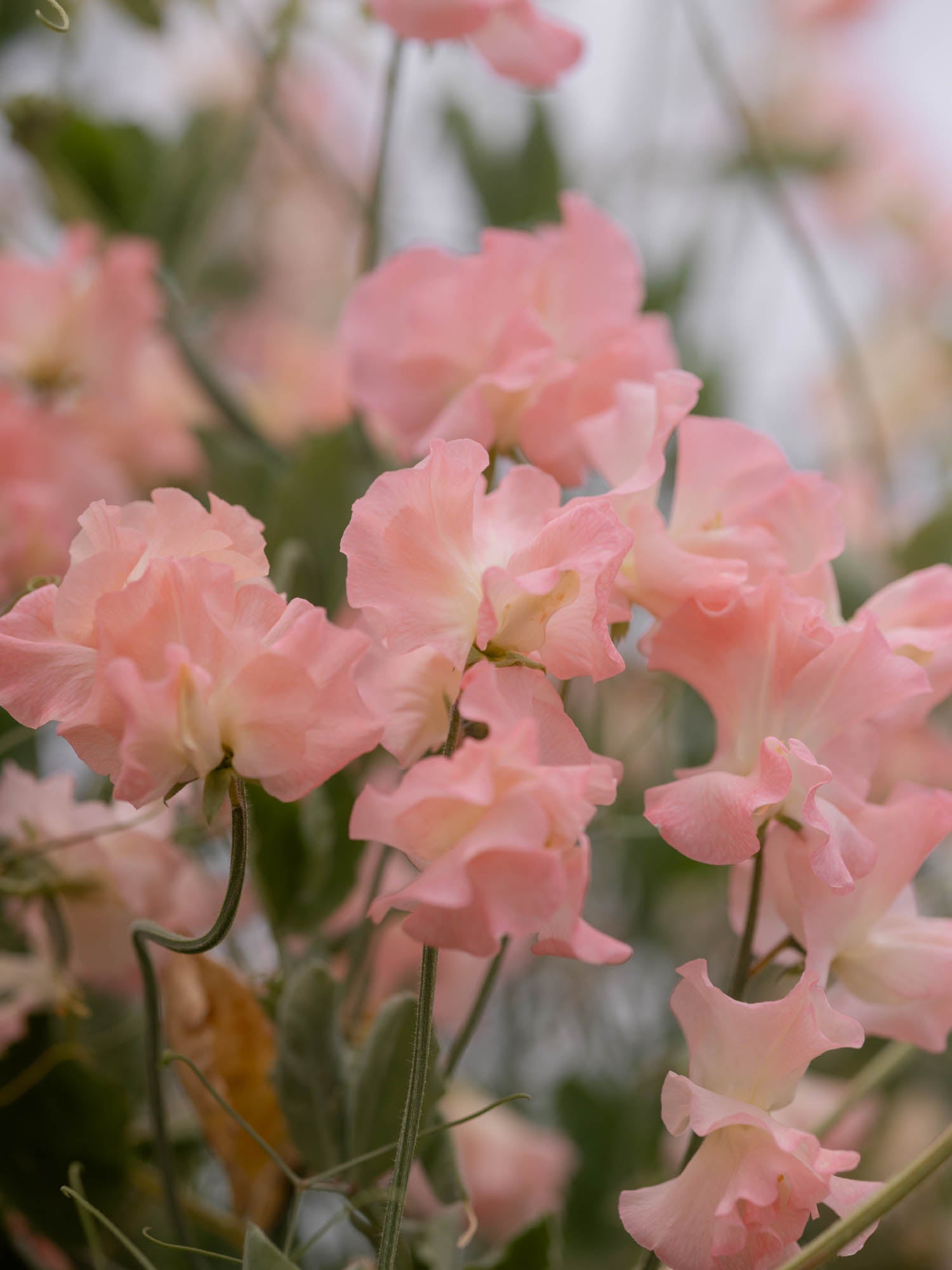 Sweet Pea - Emma