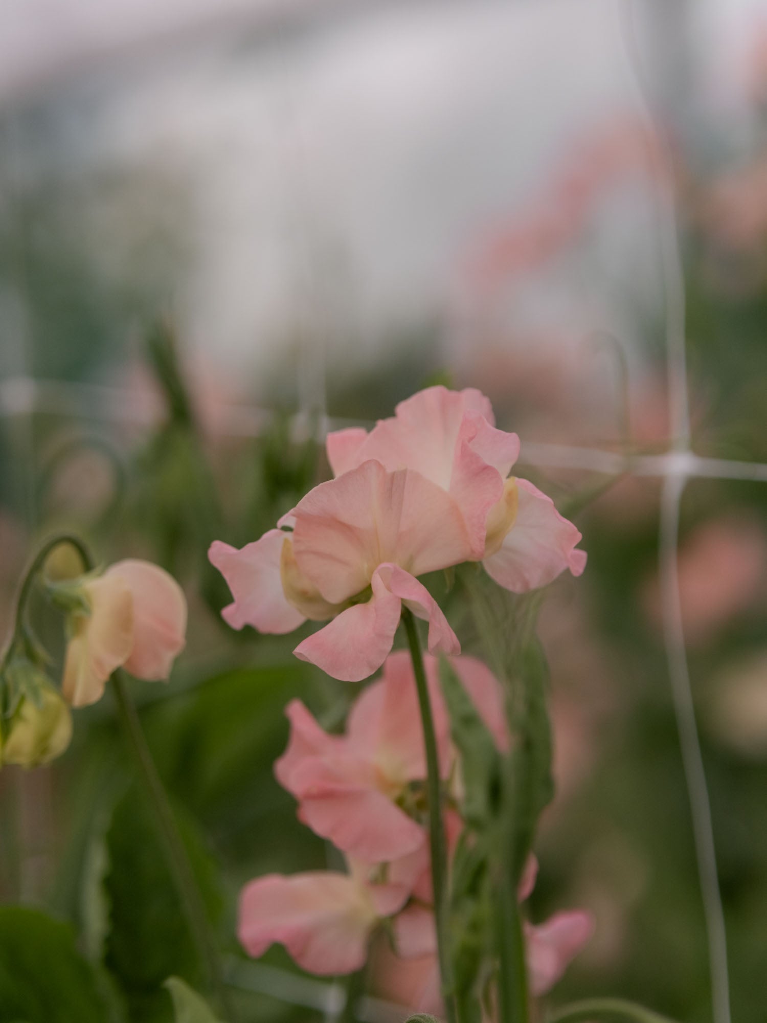 Sweet Pea - Gilly Norah