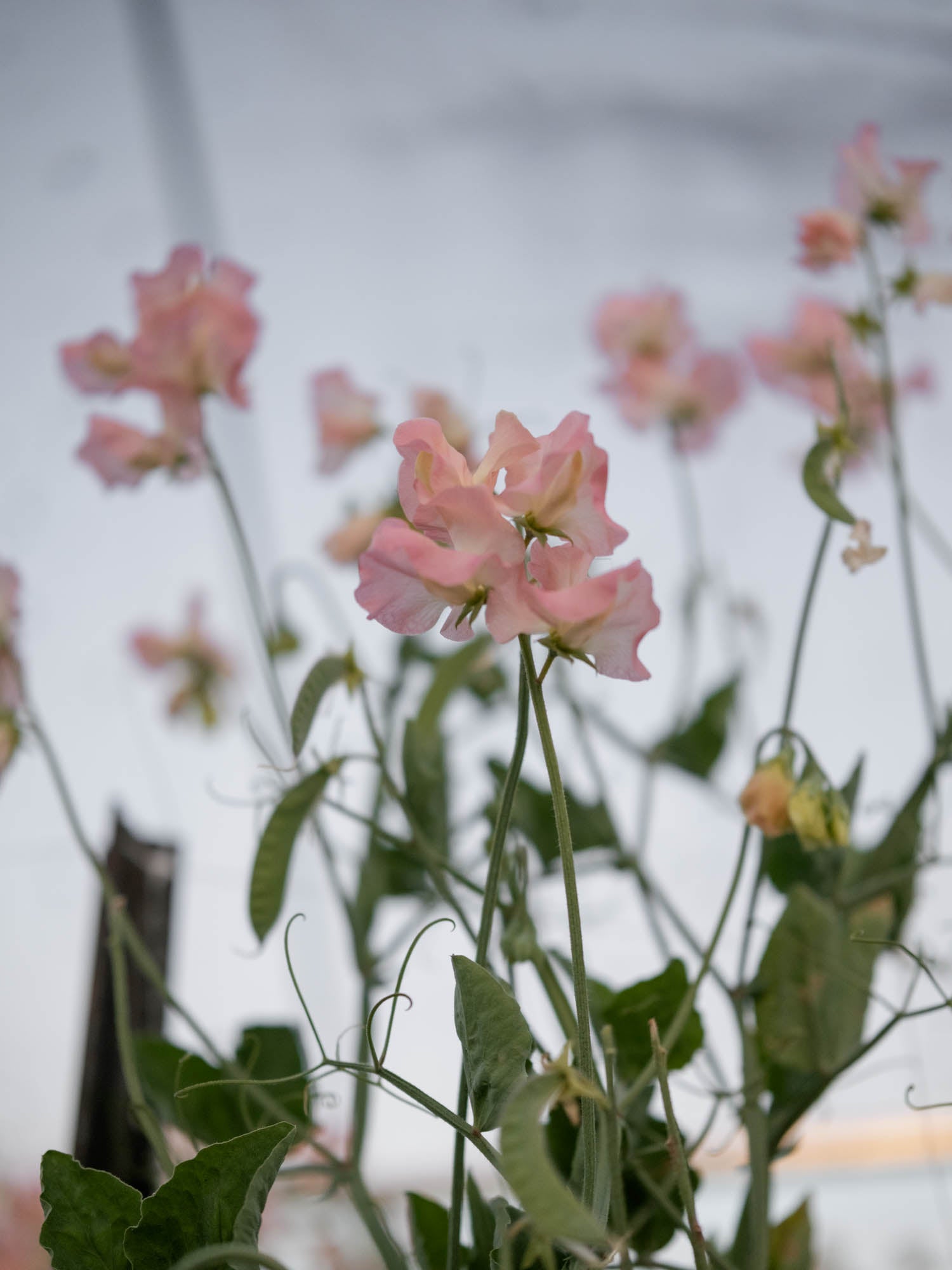 Sweet Pea - Gilly Norah