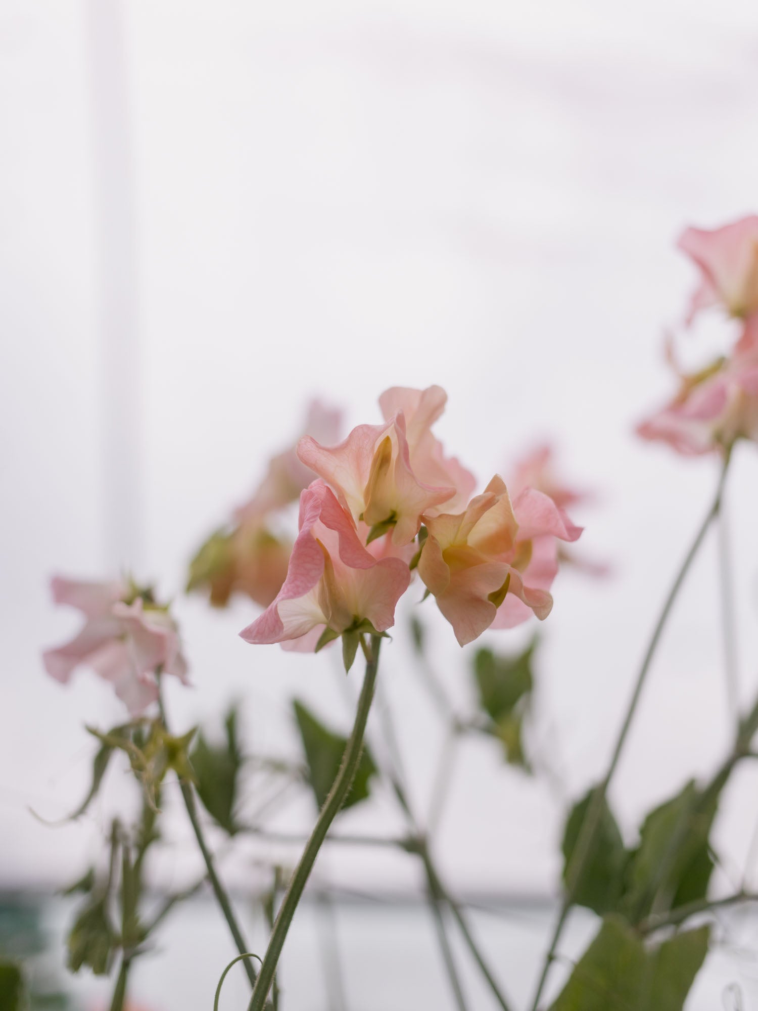 Sweet Pea - Gilly Norah