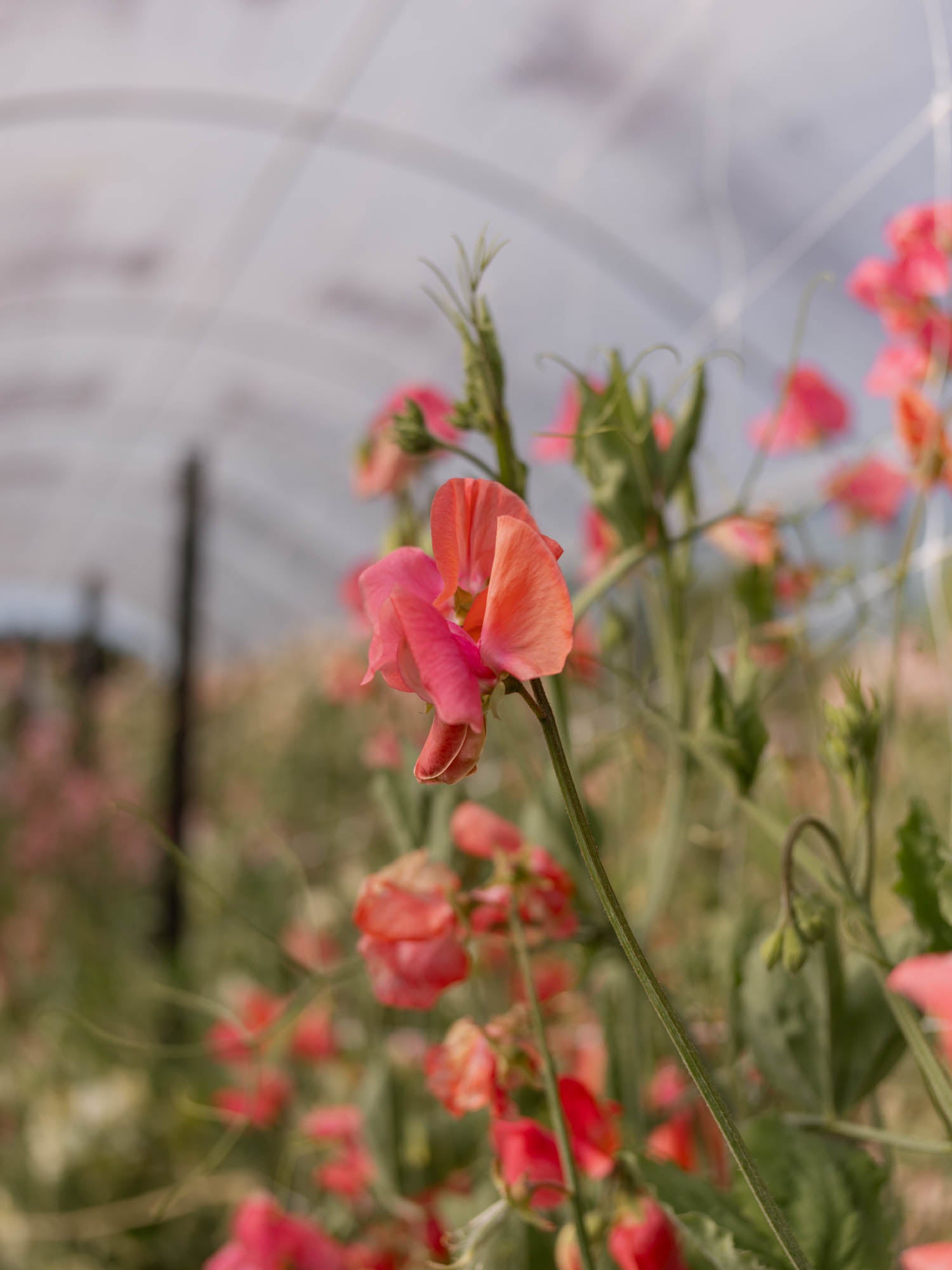 Sweet Pea - Henry Eckford
