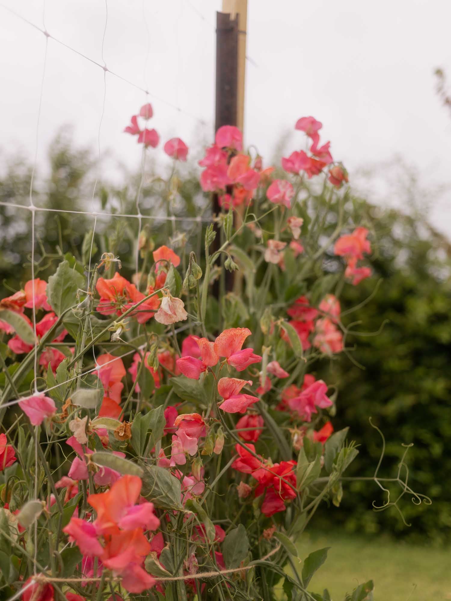 Sweet Pea - Henry Eckford