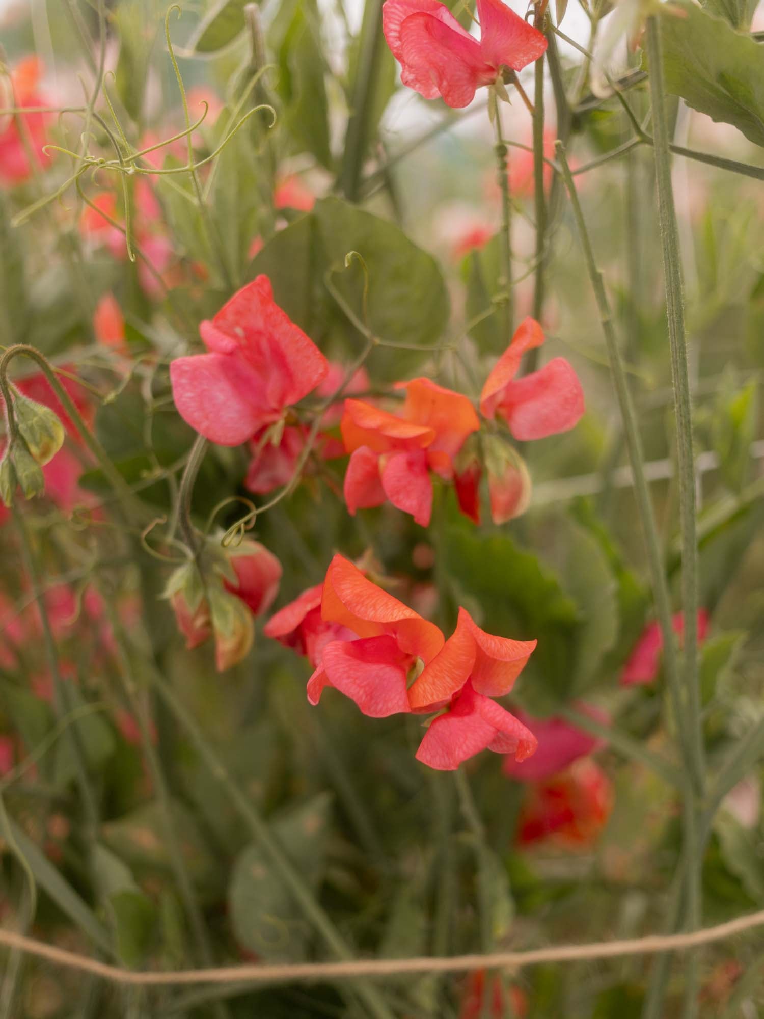 Sweet Pea - Henry Eckford