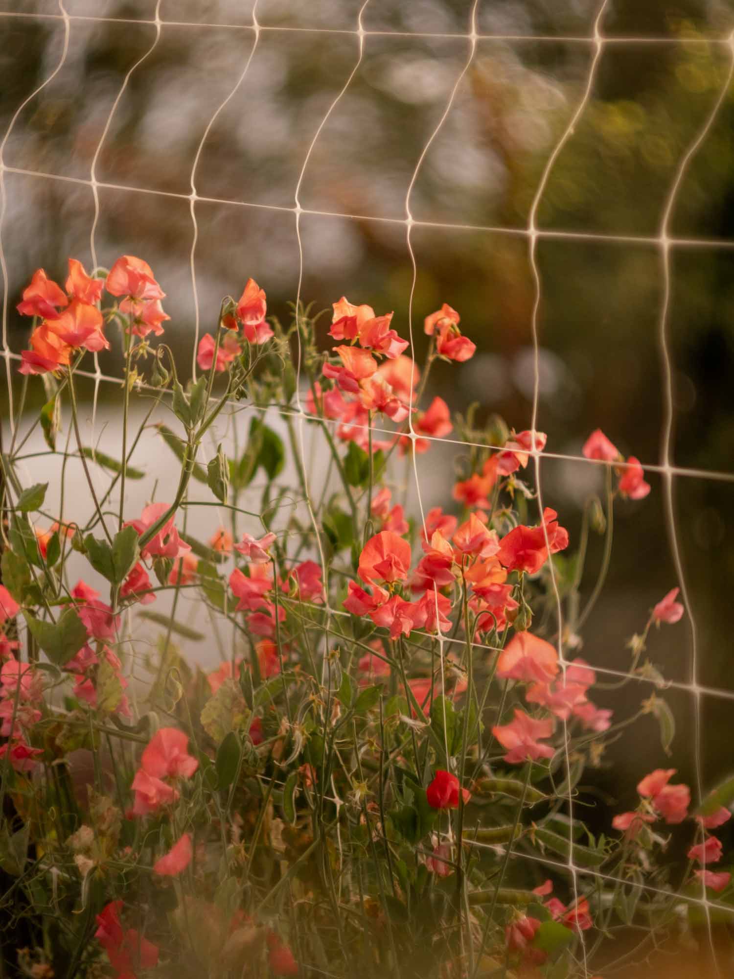 Sweet Pea - Henry Eckford