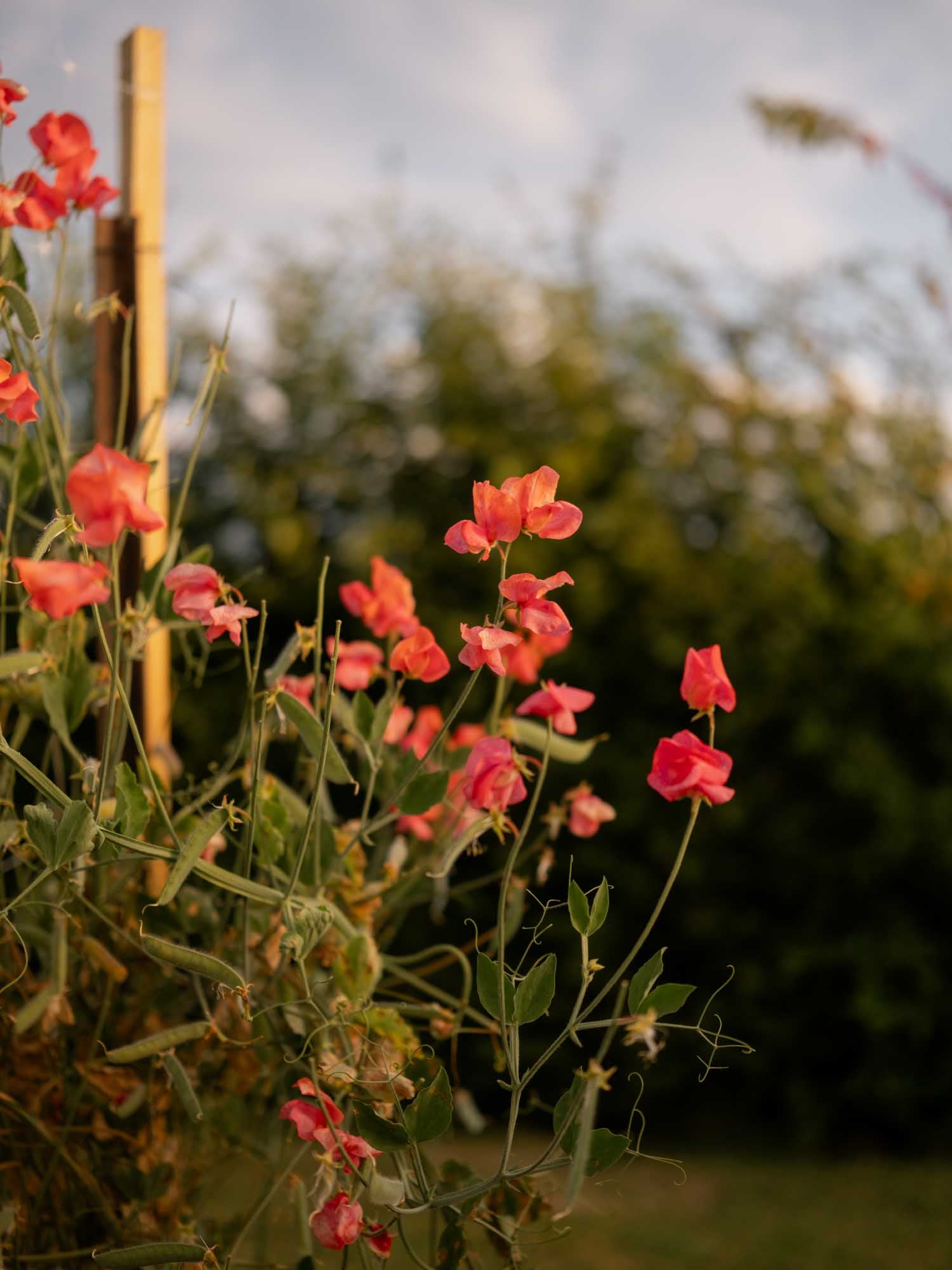 Sweet Pea - Henry Eckford
