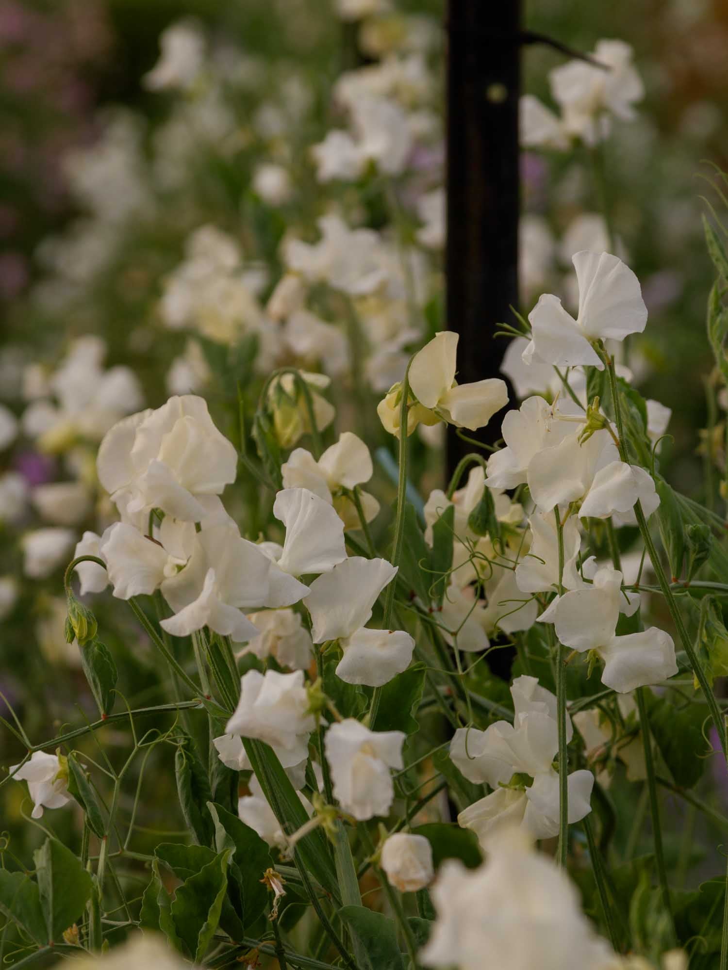 Sweet Pea - Jilly