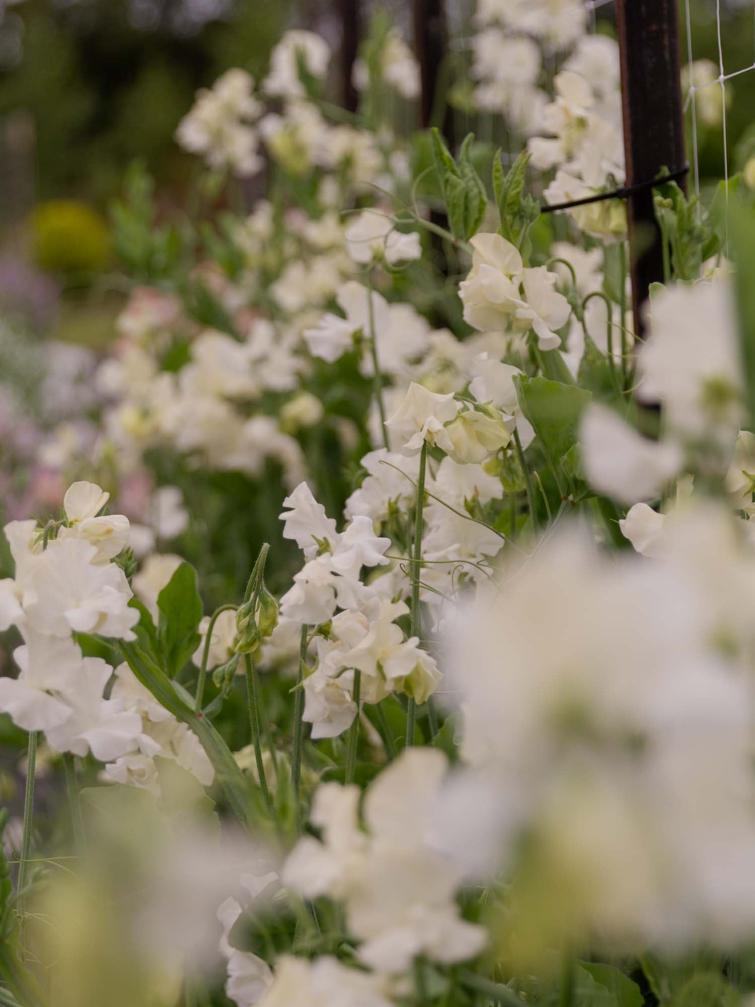 Sweet Pea - Jilly