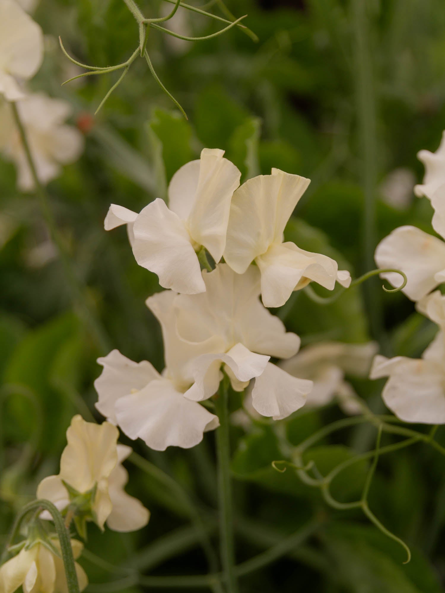 Sweet Pea - Jilly