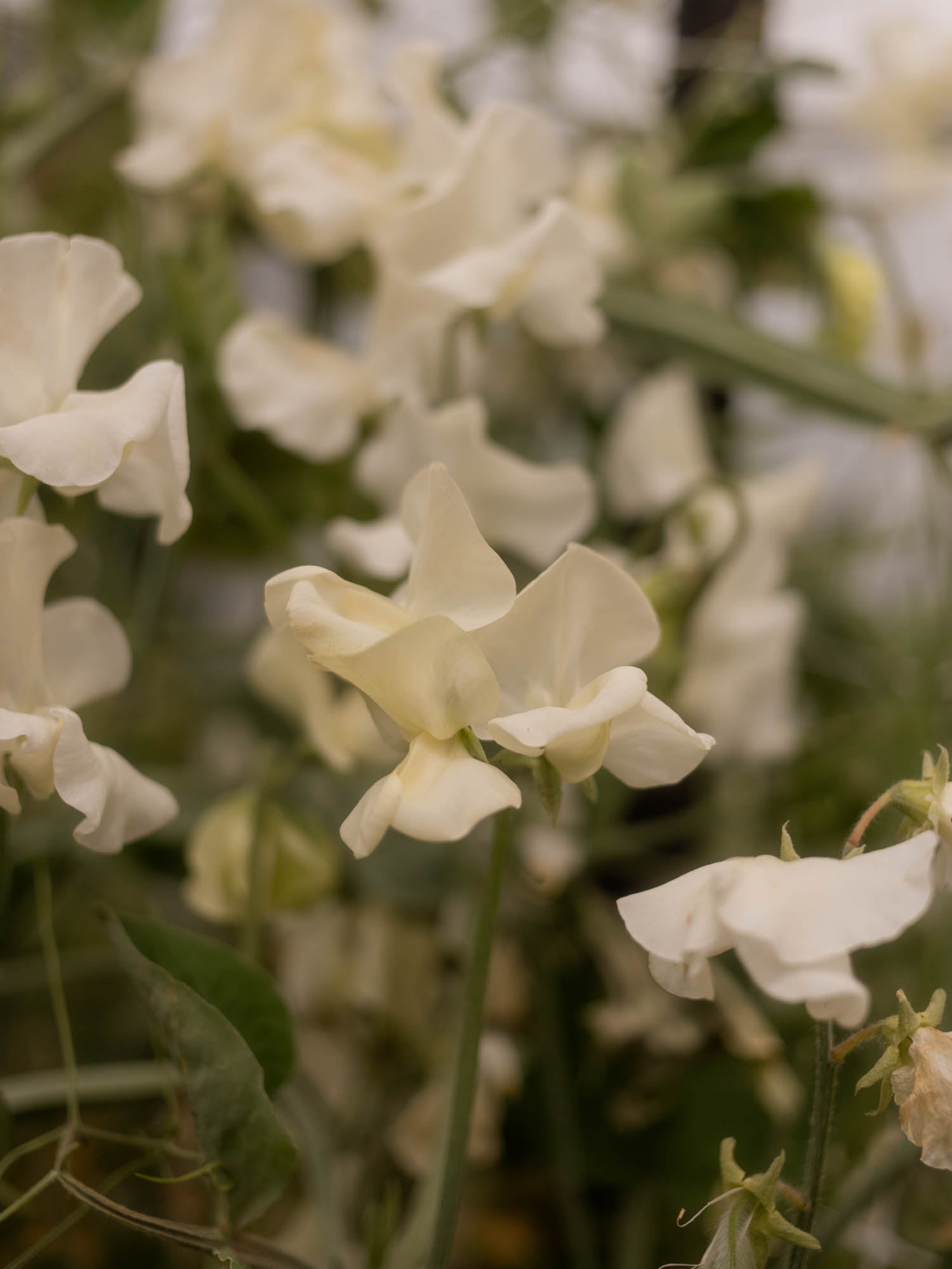 Sweet Pea - Jilly