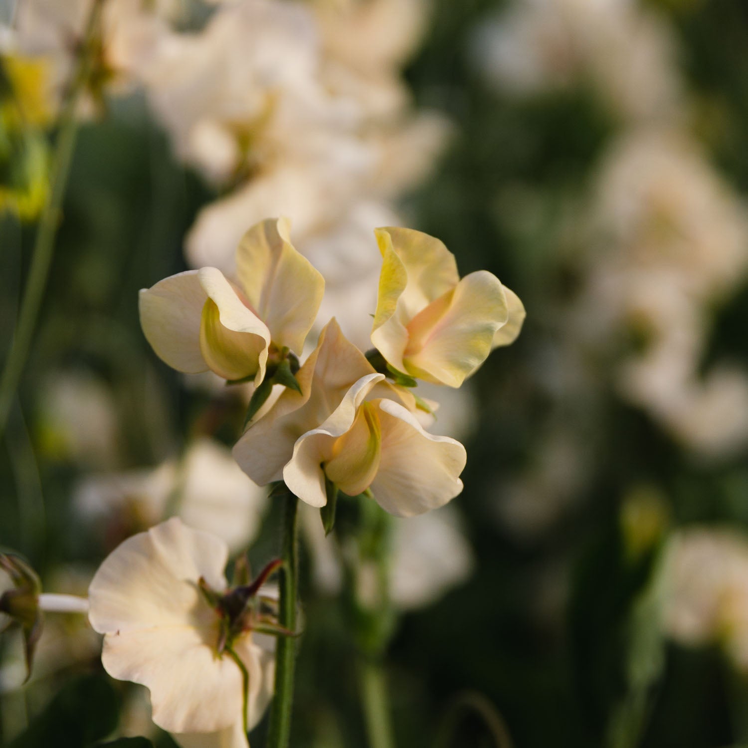SWEET PEA - Juliet - PLANTS
