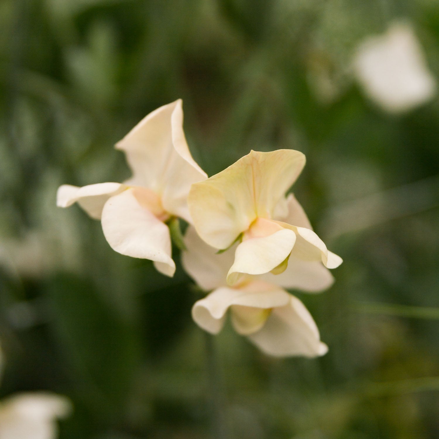 SWEET PEA - Juliet - PLANTS