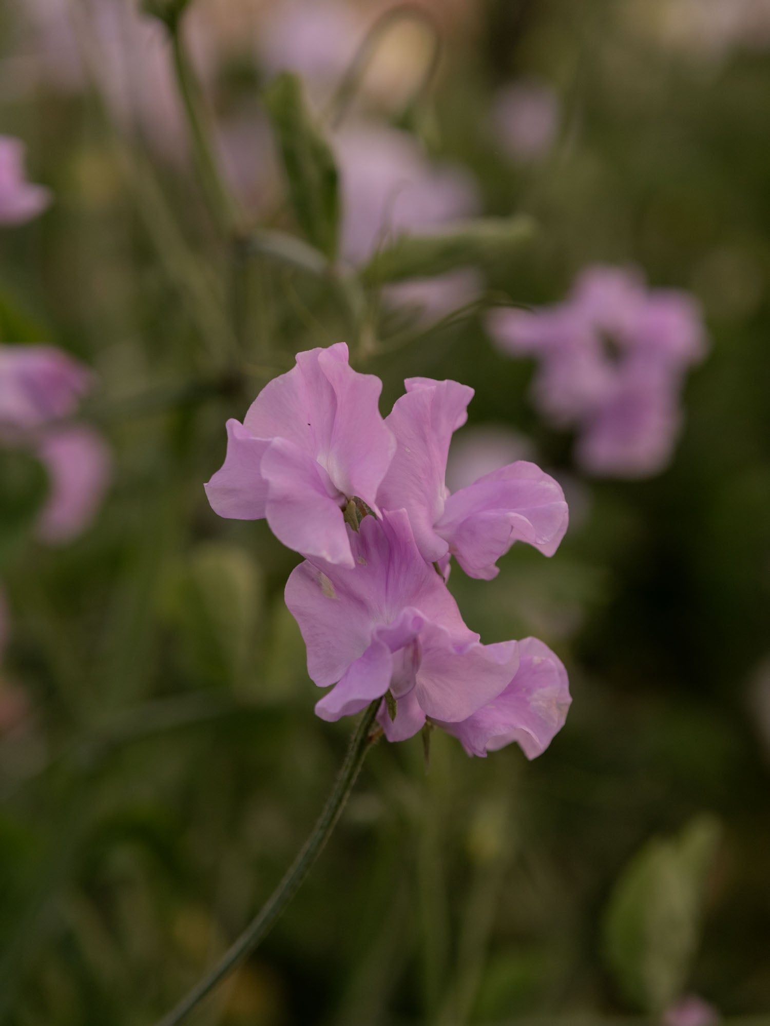Sweet Pea - Karen Louise