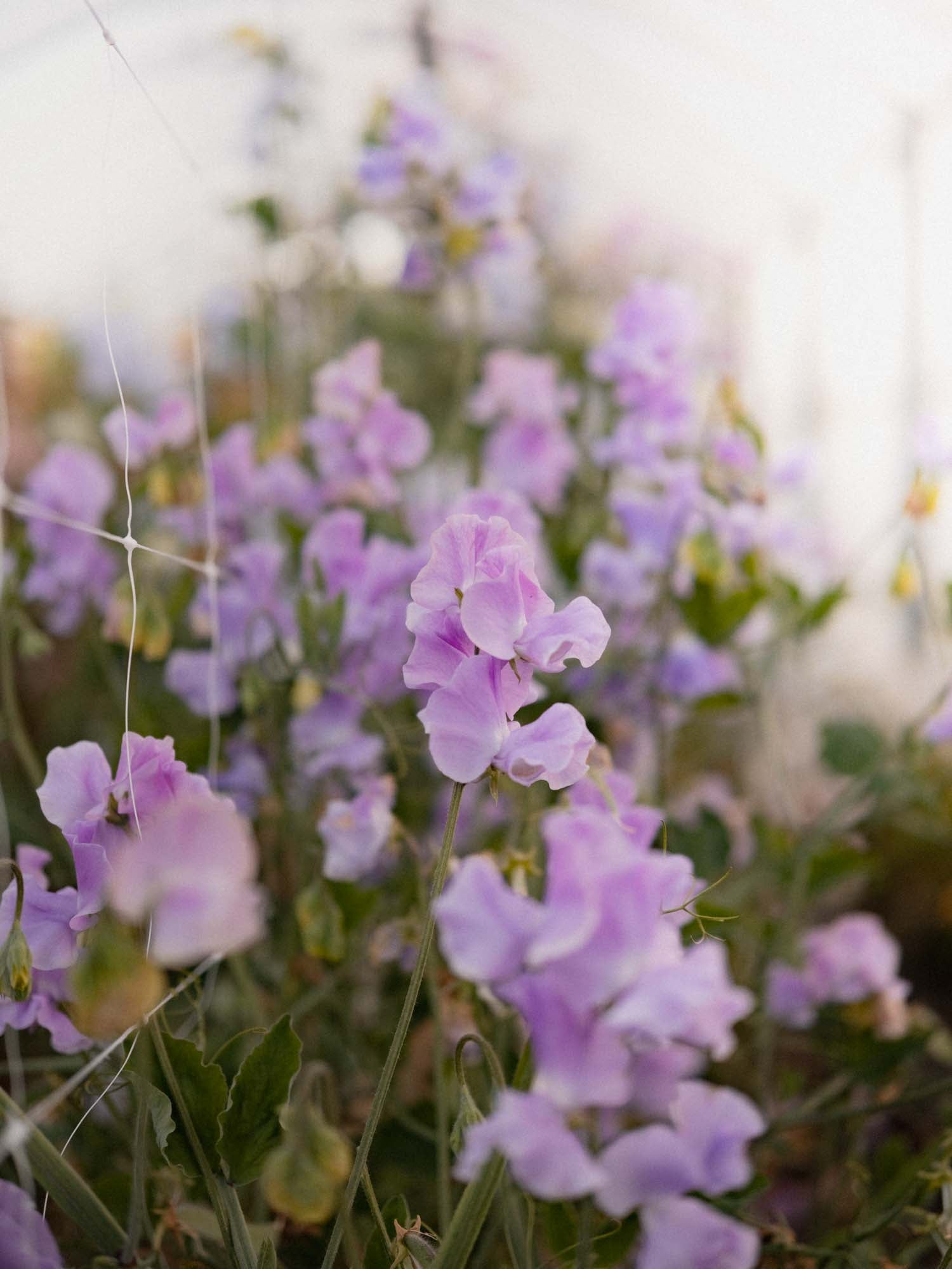 Sweet Pea - Karen Louise