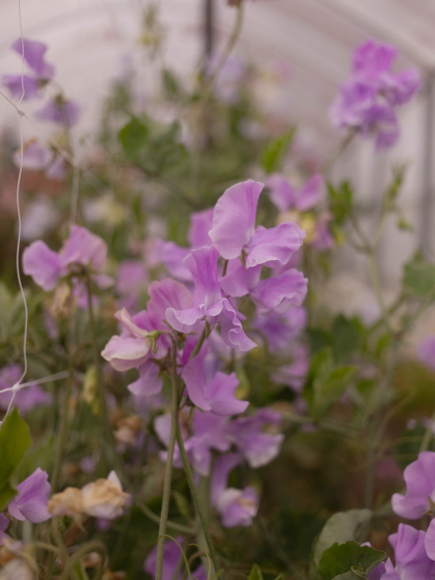 Sweet Pea - Karen Louise