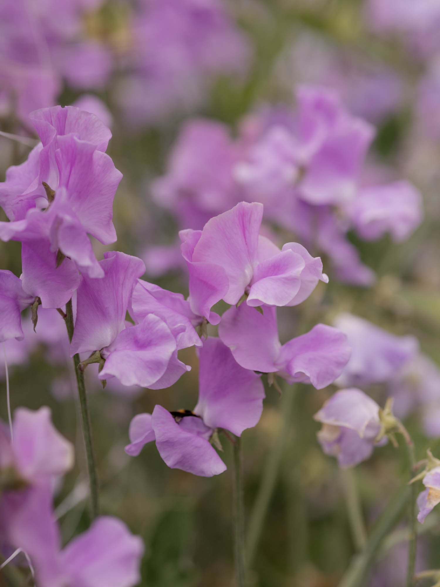 Sweet Pea - Karen Louise