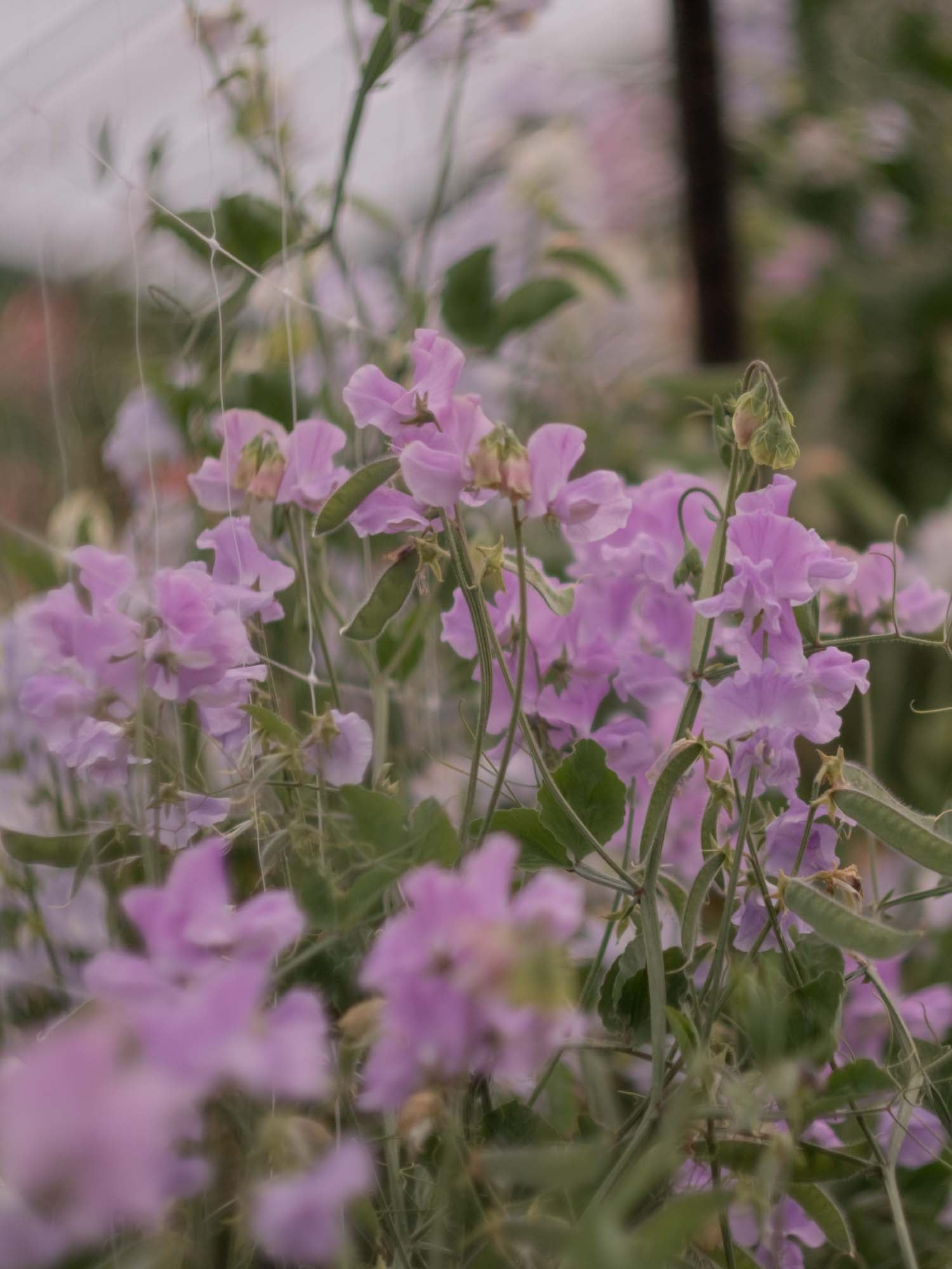 Sweet Pea - Karen Louise