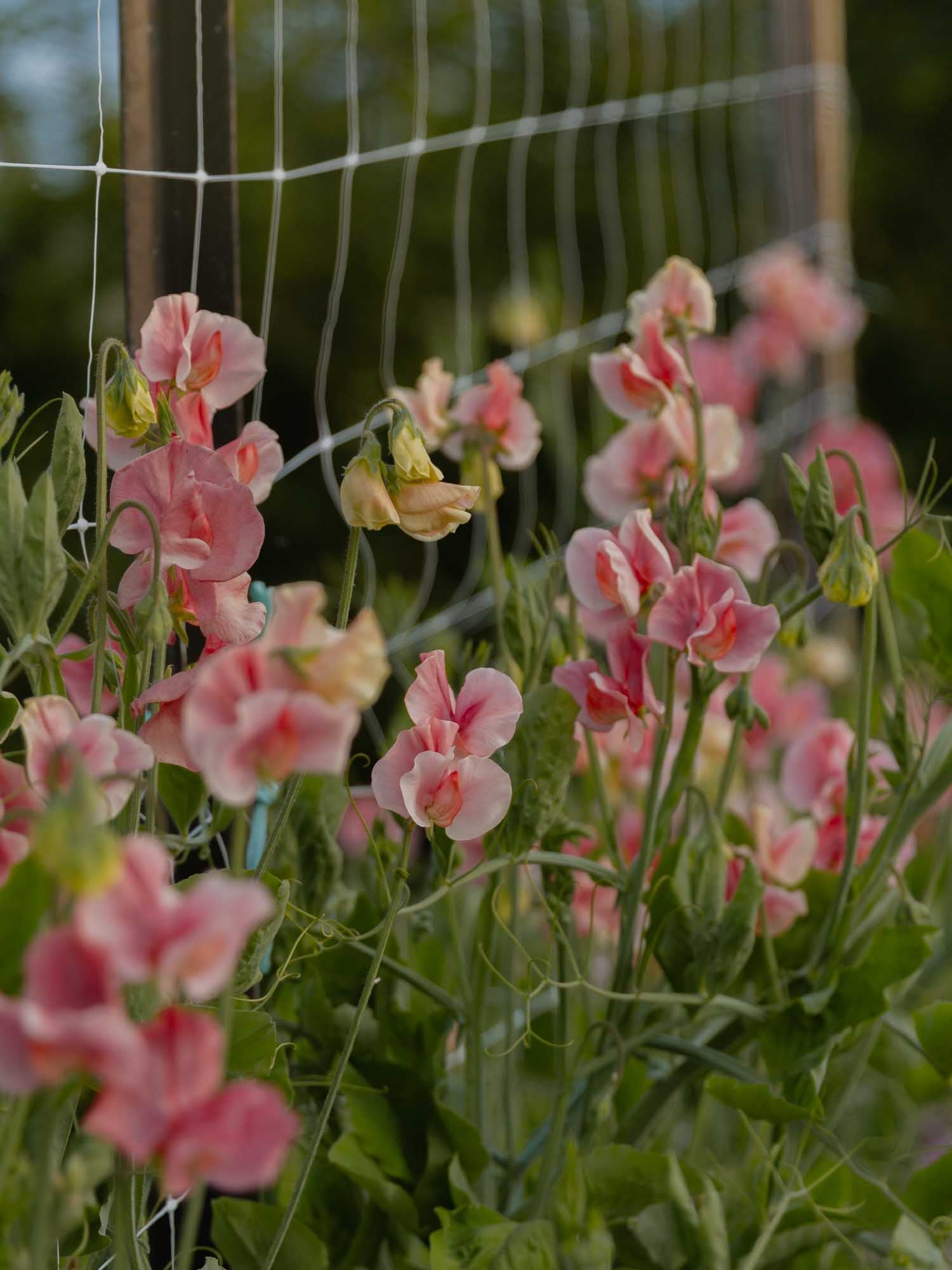 Sweet Pea - Kings Ransom