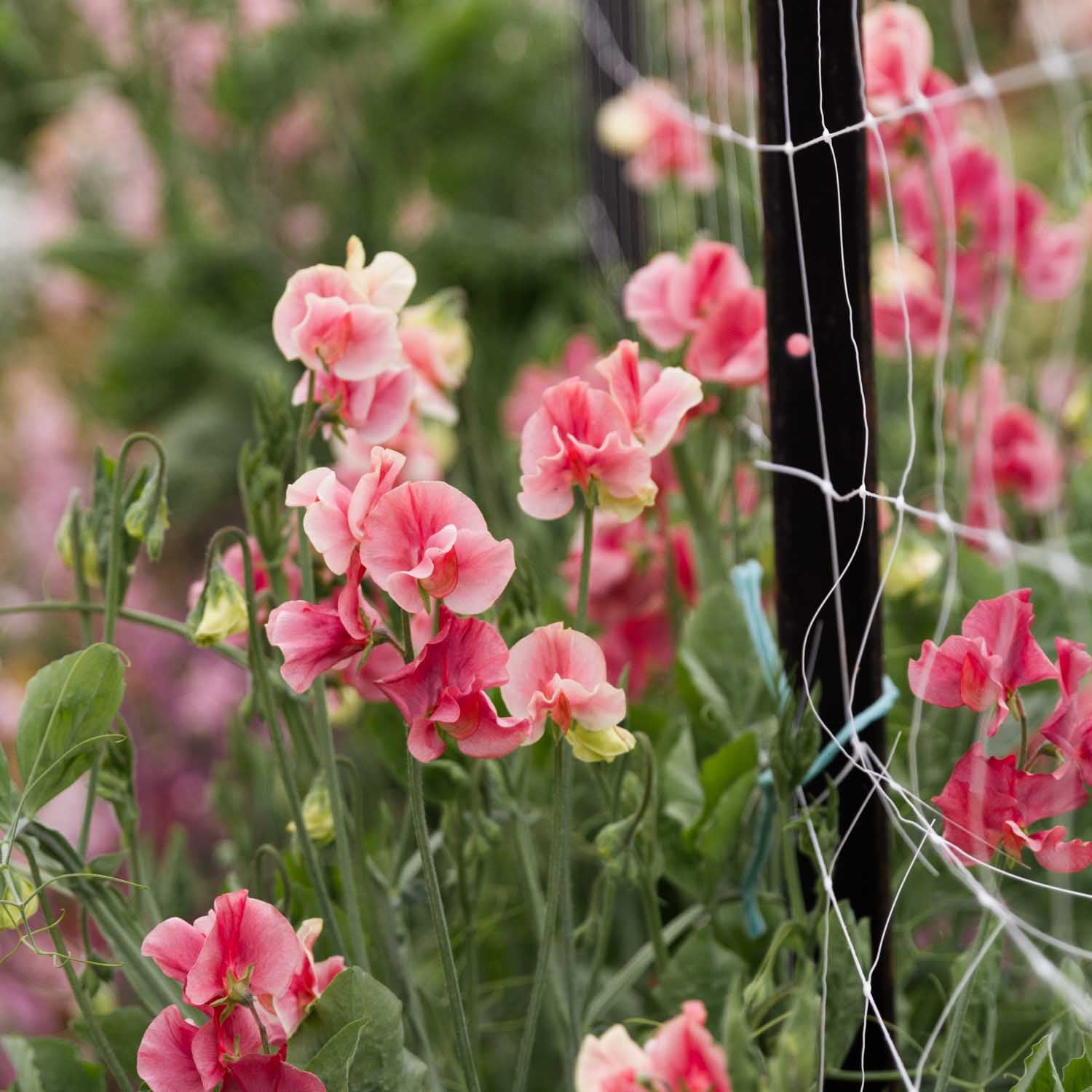 SWEET PEA - Kings Ransom - PLANTS