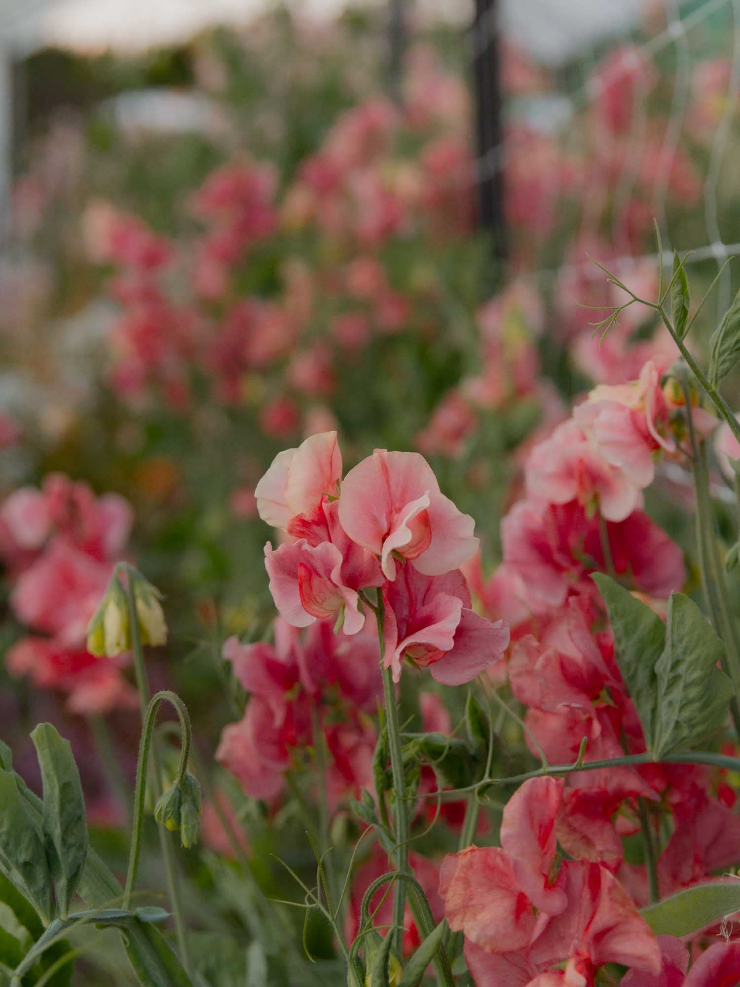 Sweet Pea - Kings Ransom