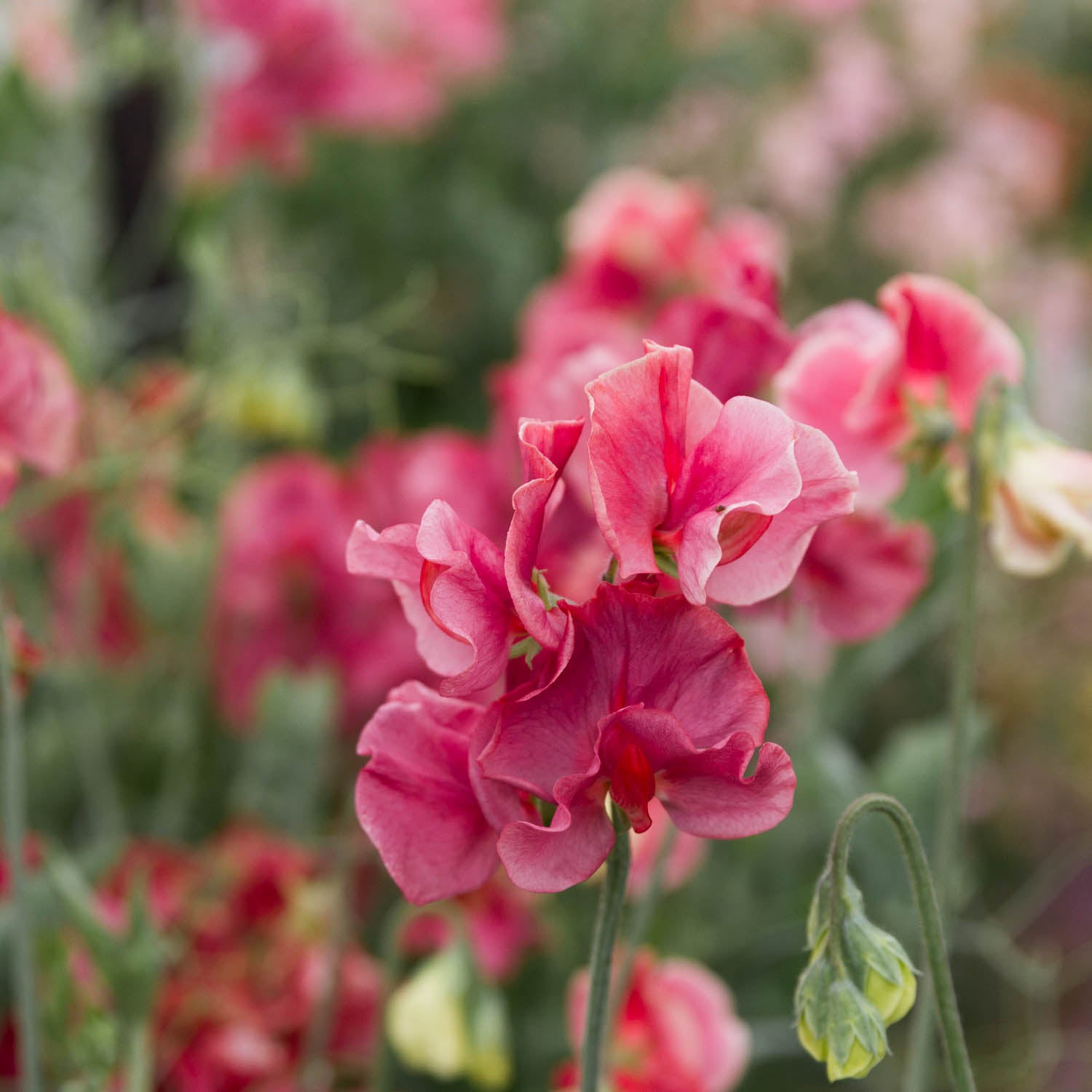 SWEET PEA - Kings Ransom - PLANTS