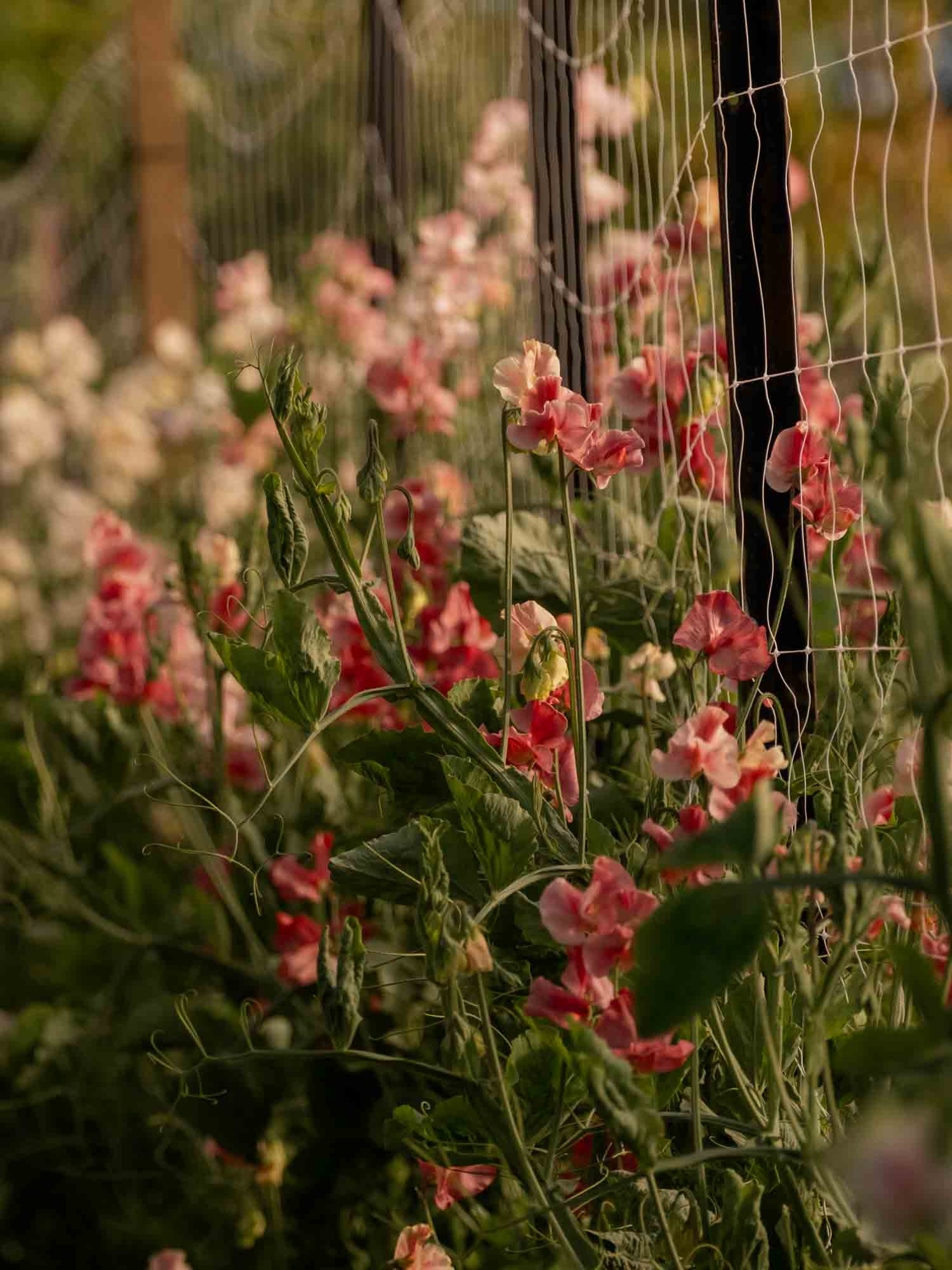 Sweet Pea - Kings Ransom