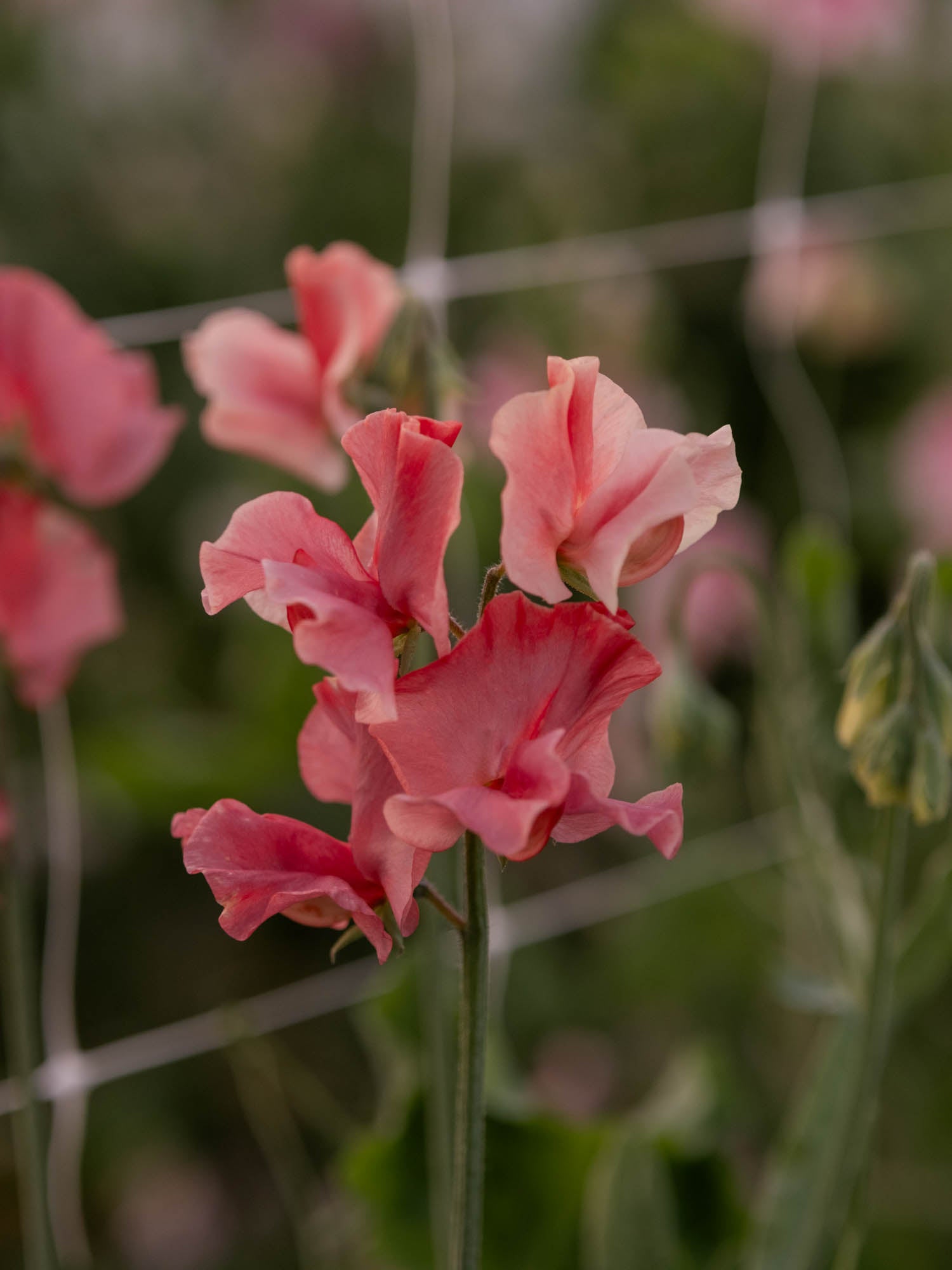 Sweet Pea - Kings Ransom