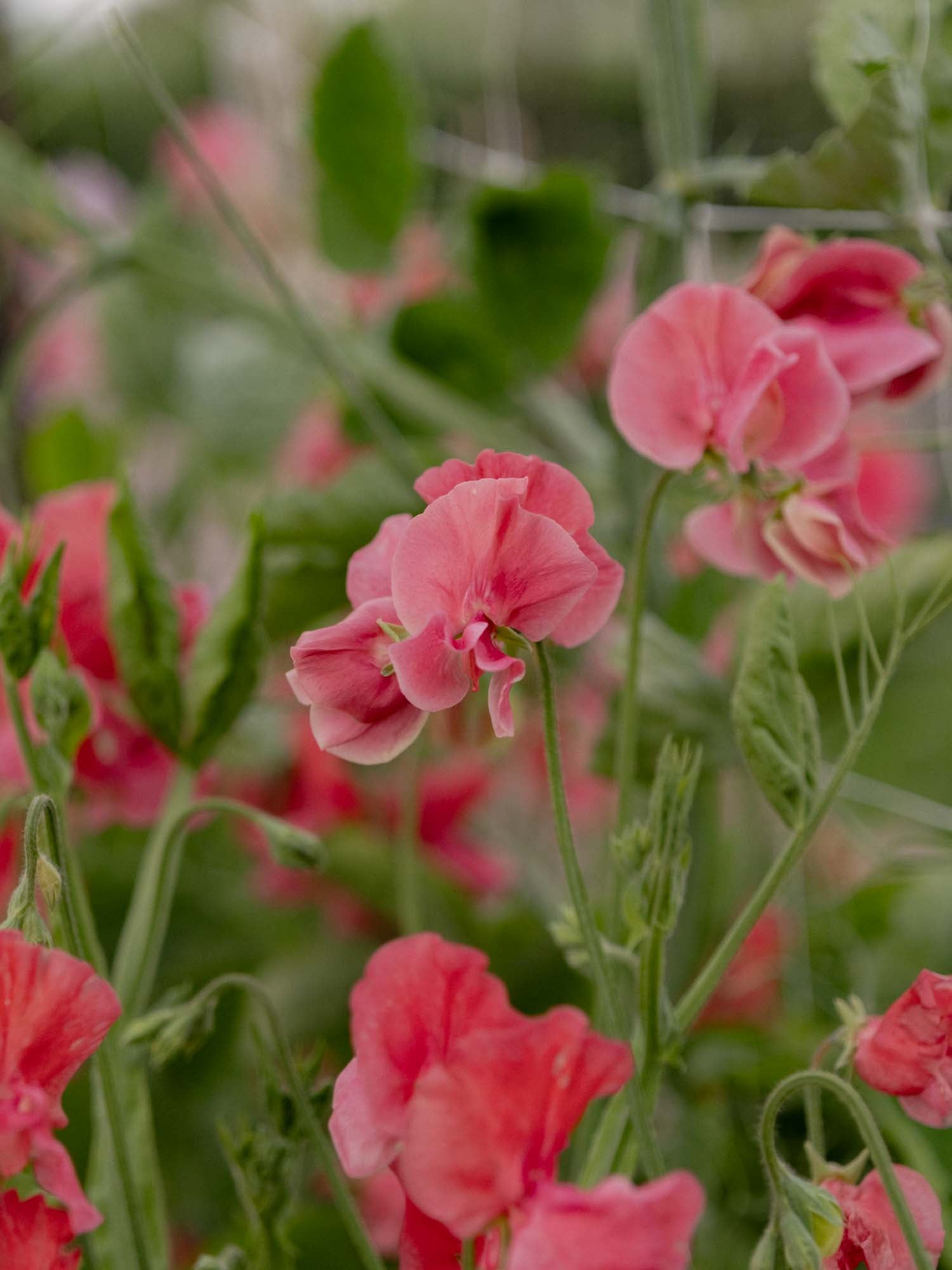 Sweet Pea - MM