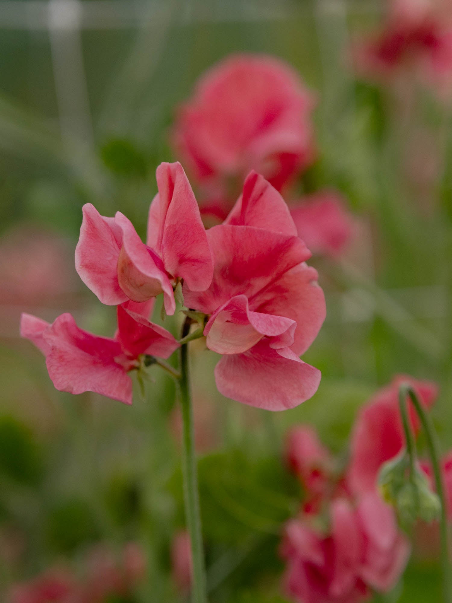 Sweet Pea - MM