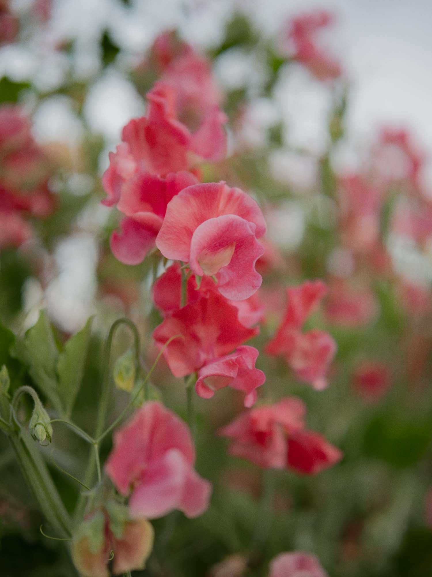 Sweet Pea - MM