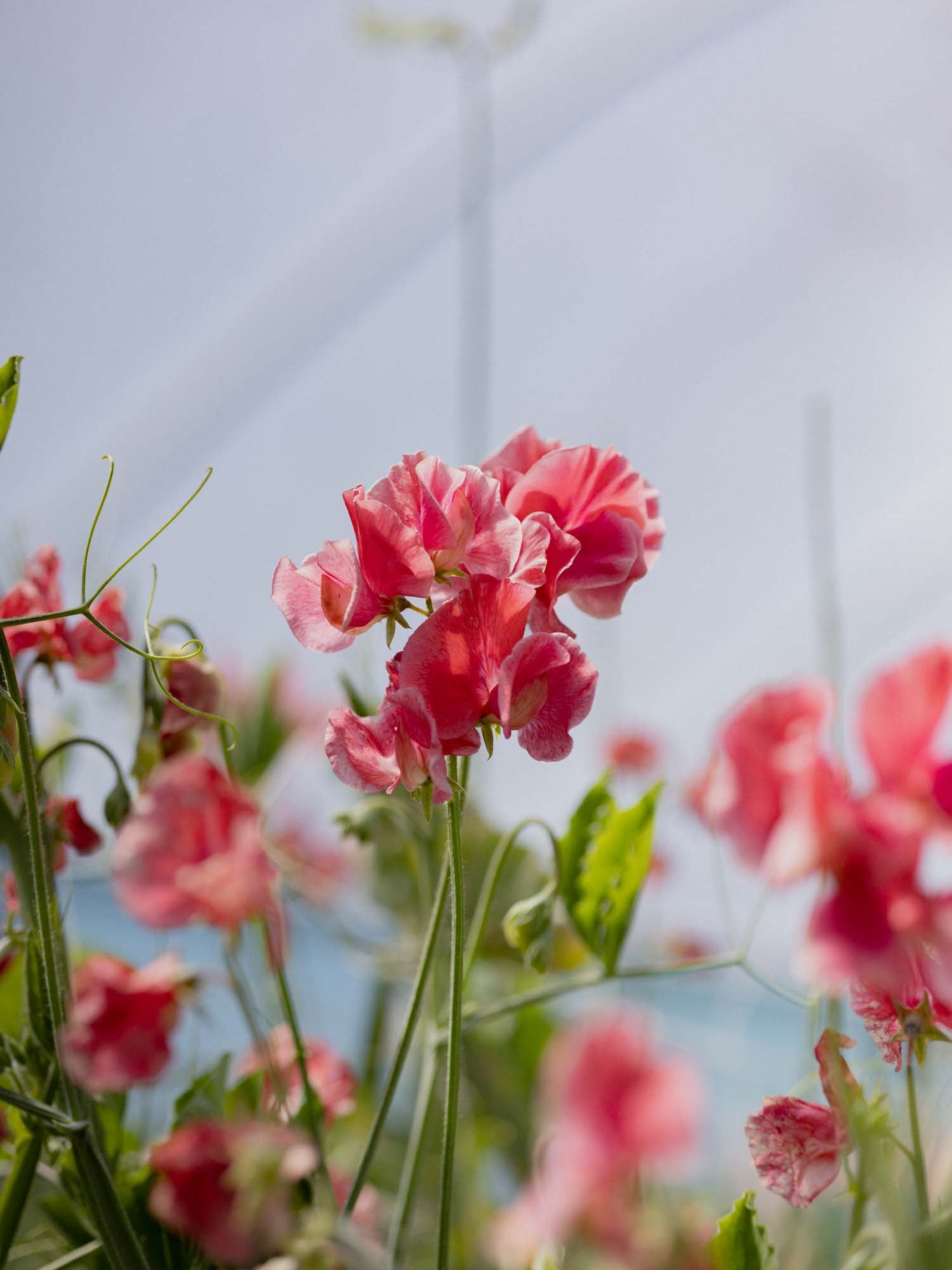 Sweet Pea - MM