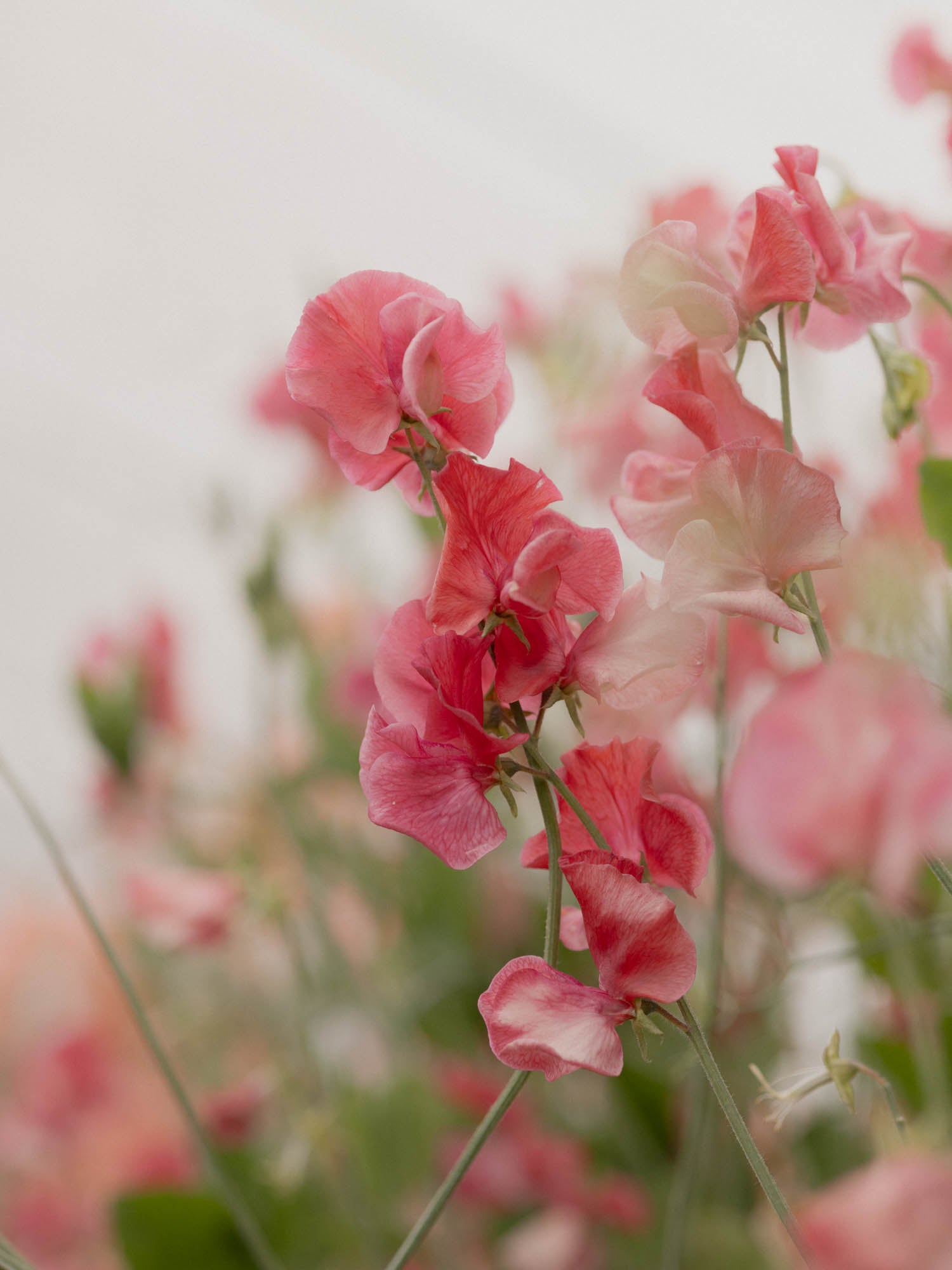 Sweet Pea - MM