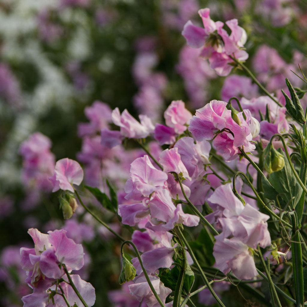 SWEET PEA - Misty - PLANTS