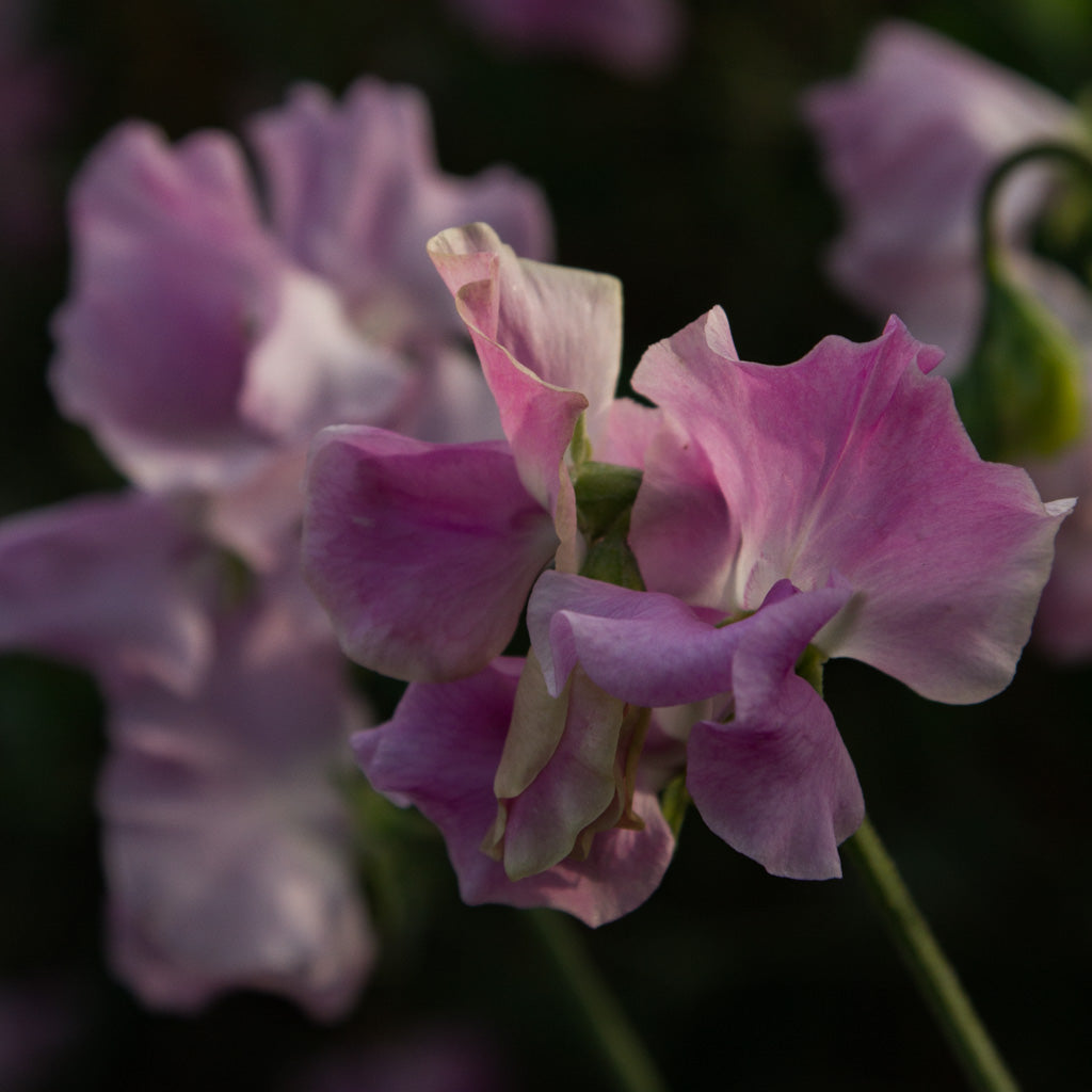SWEET PEA - Misty - PLANTS