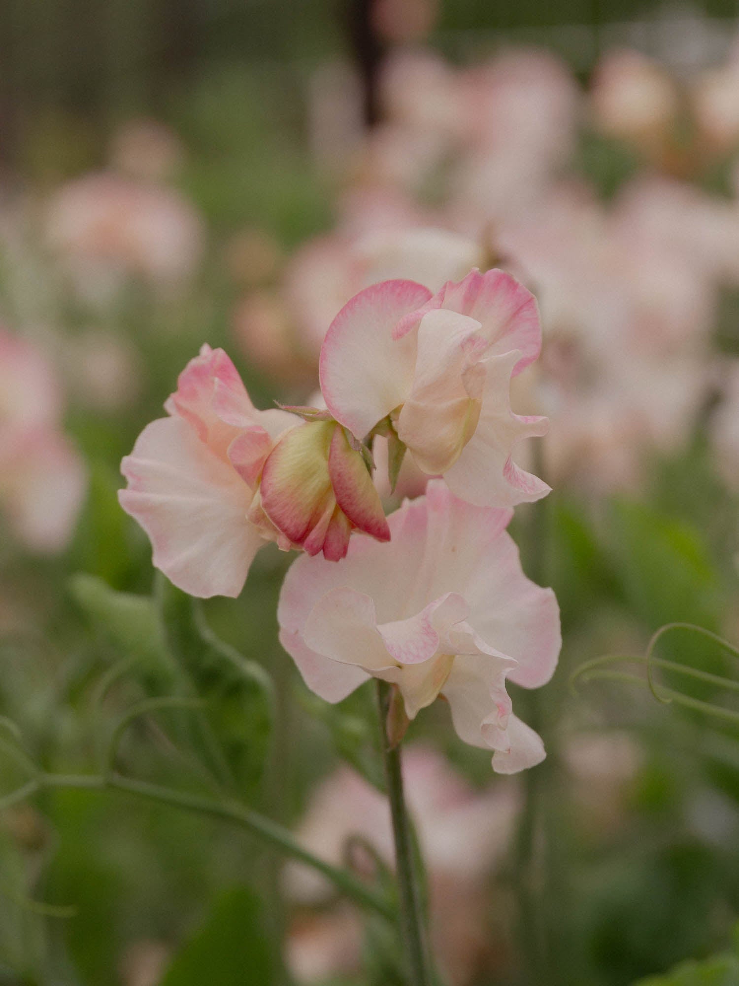 Sweet Pea - Mollie Rilstone