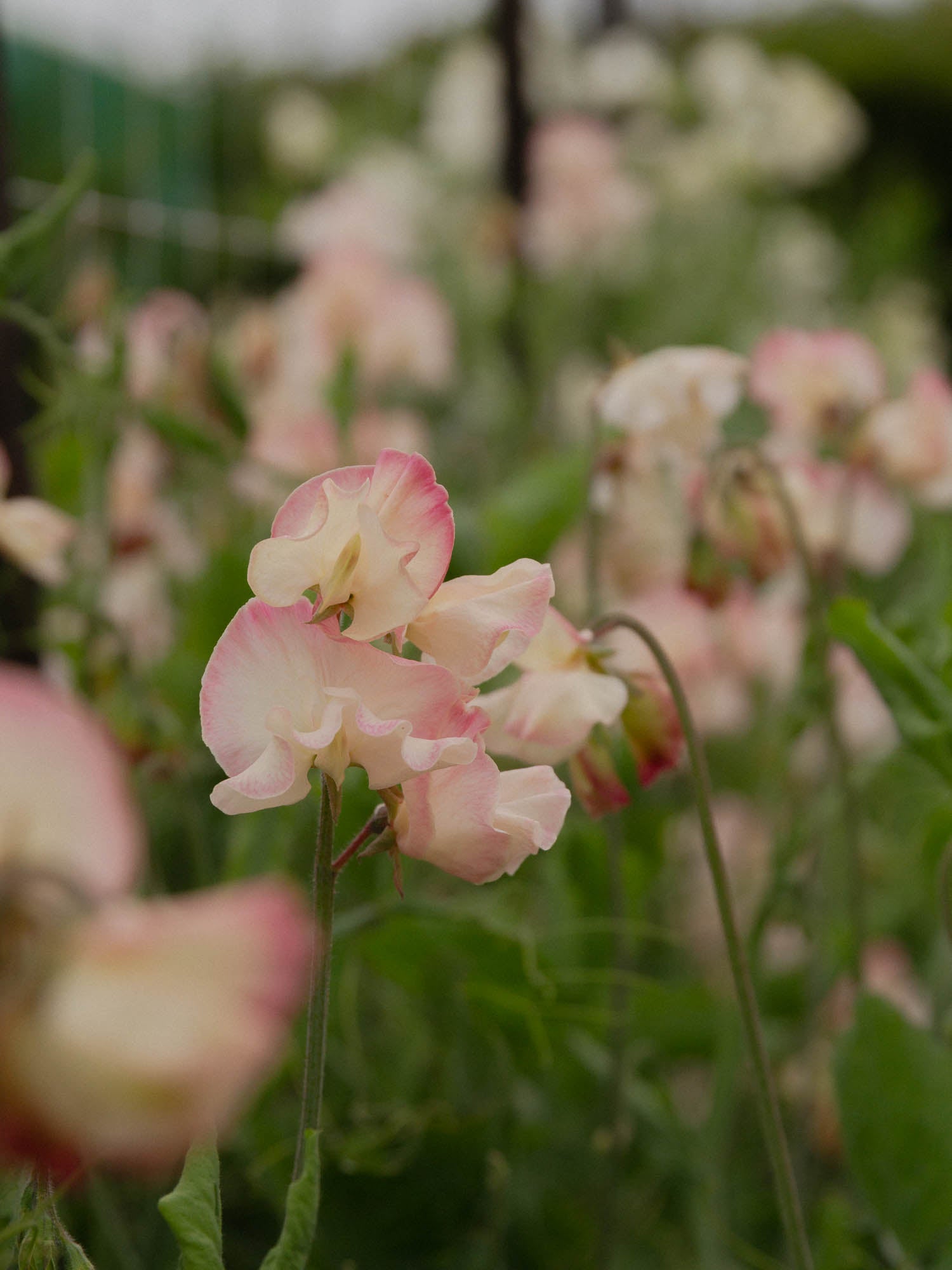 Sweet Pea - Mollie Rilstone