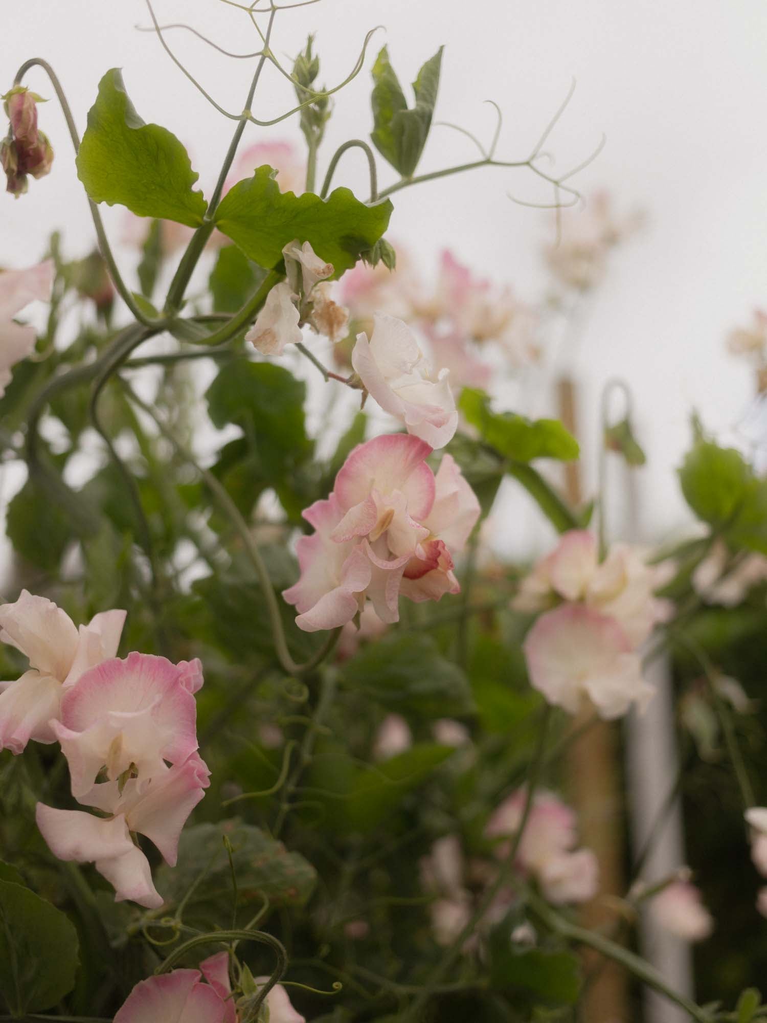 Sweet Pea - Mollie Rilstone