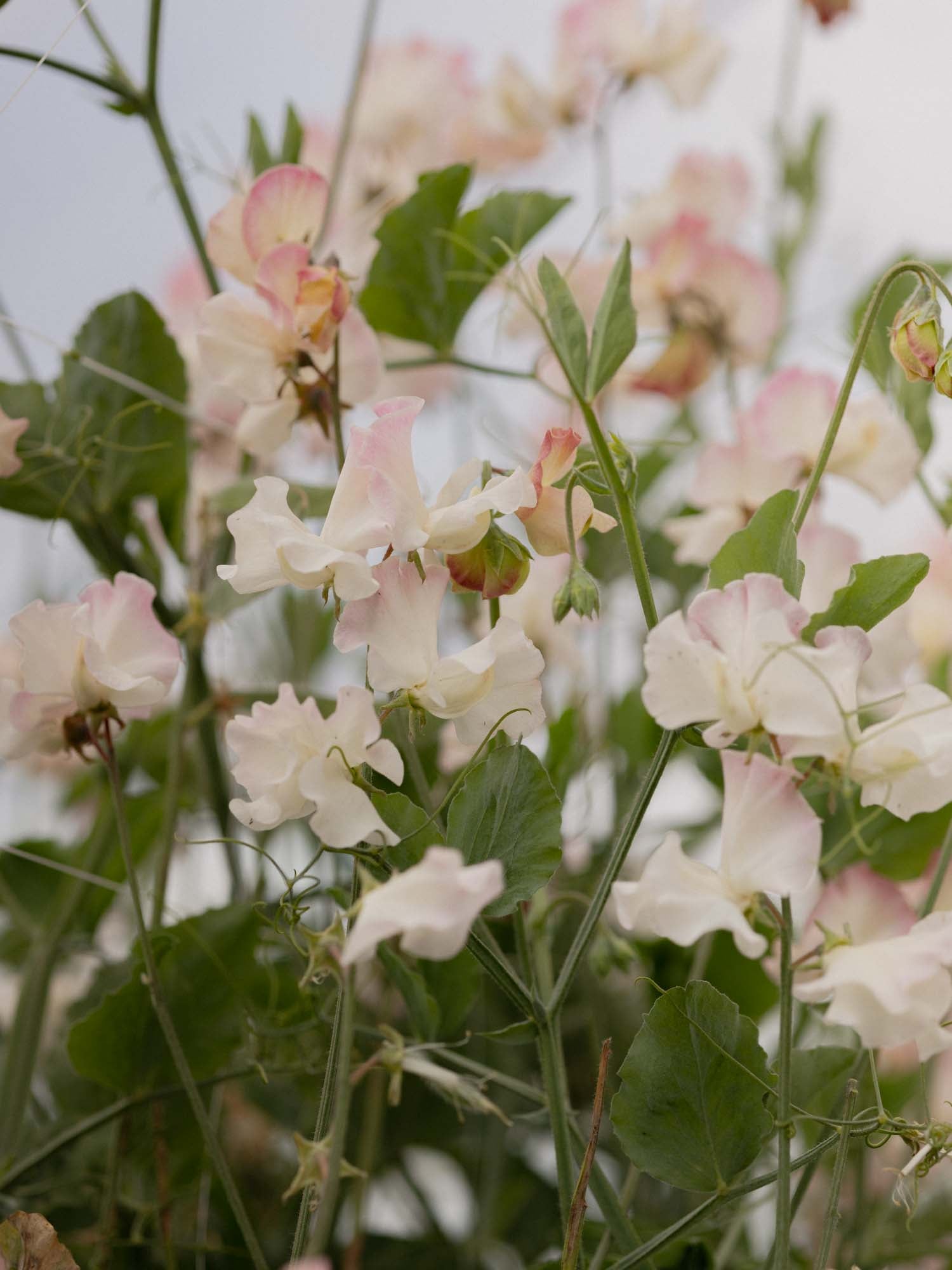 Sweet Pea - Mollie Rilstone