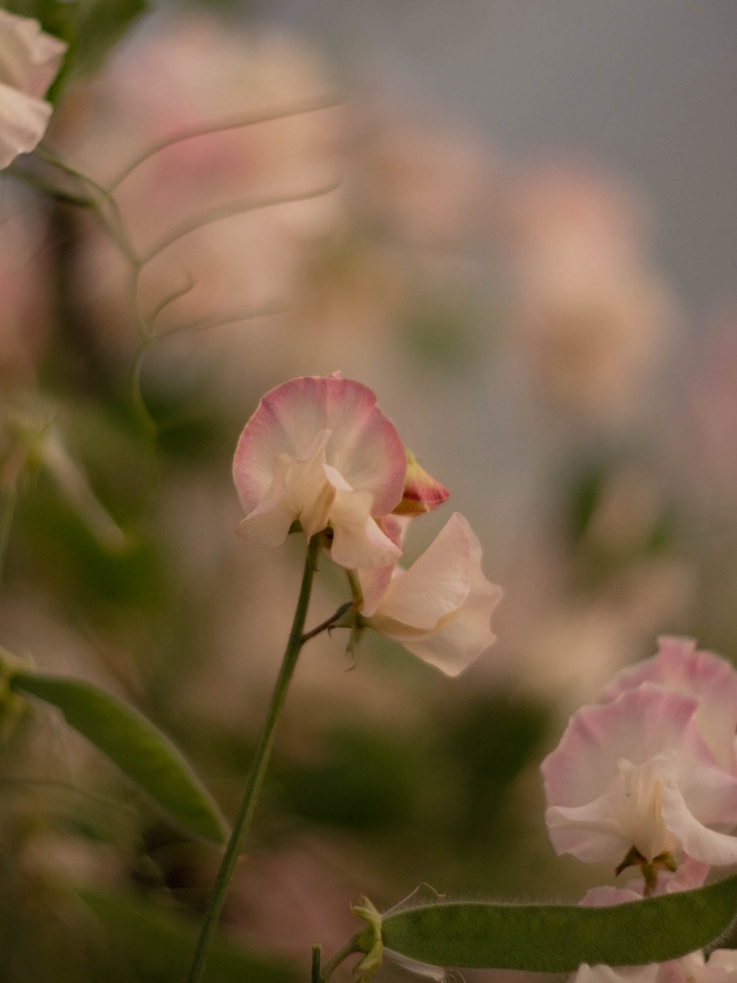 Sweet Pea - Mollie Rilstone