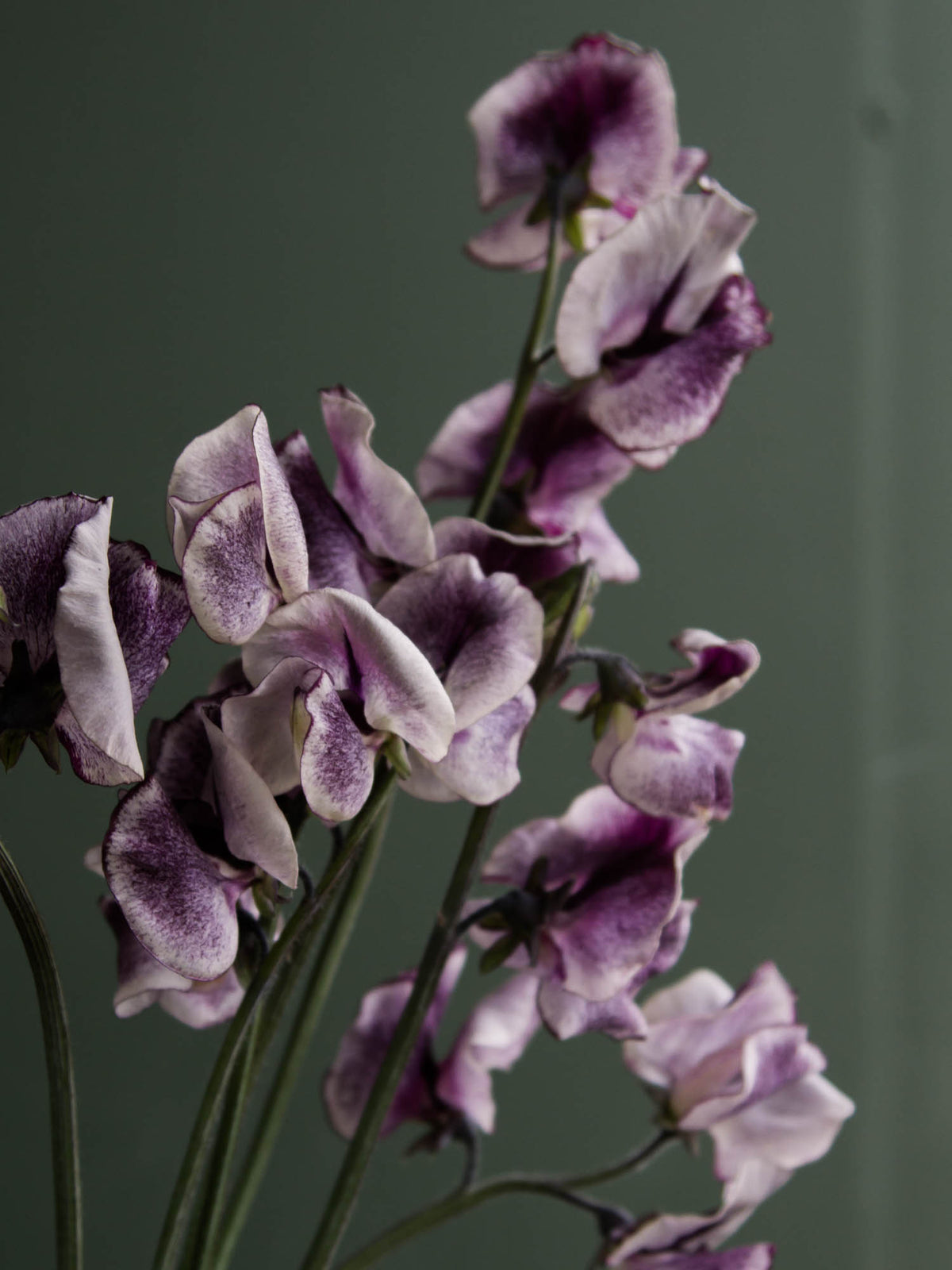 SWEET PEA - Nimbus - PLANTS