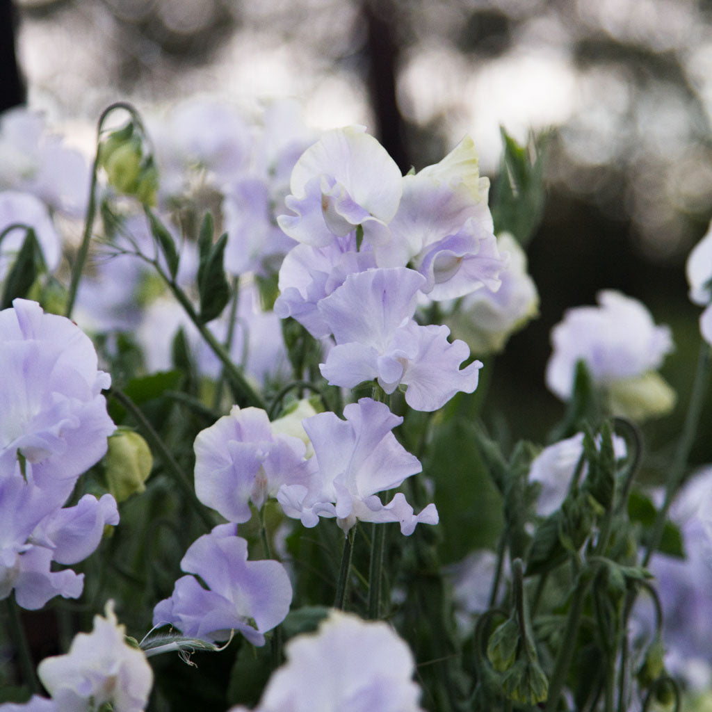 SWEET PEA - Oban Bay - PLANTS