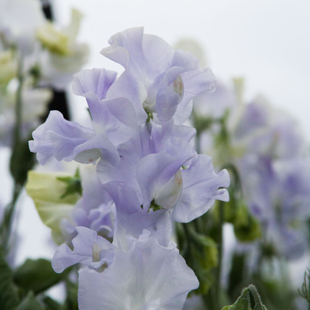 SWEET PEA - Oban Bay - PLANTS