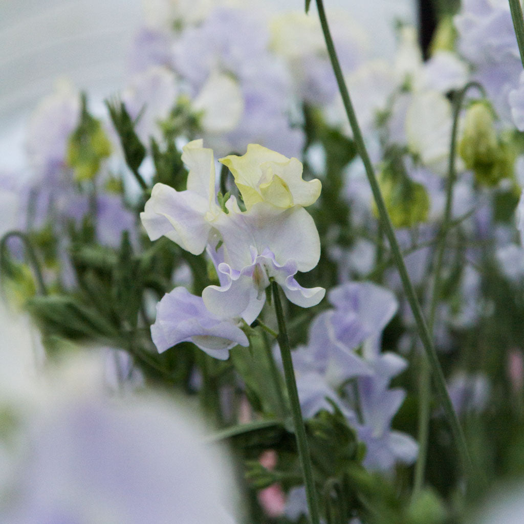SWEET PEA - Oban Bay - PLANTS
