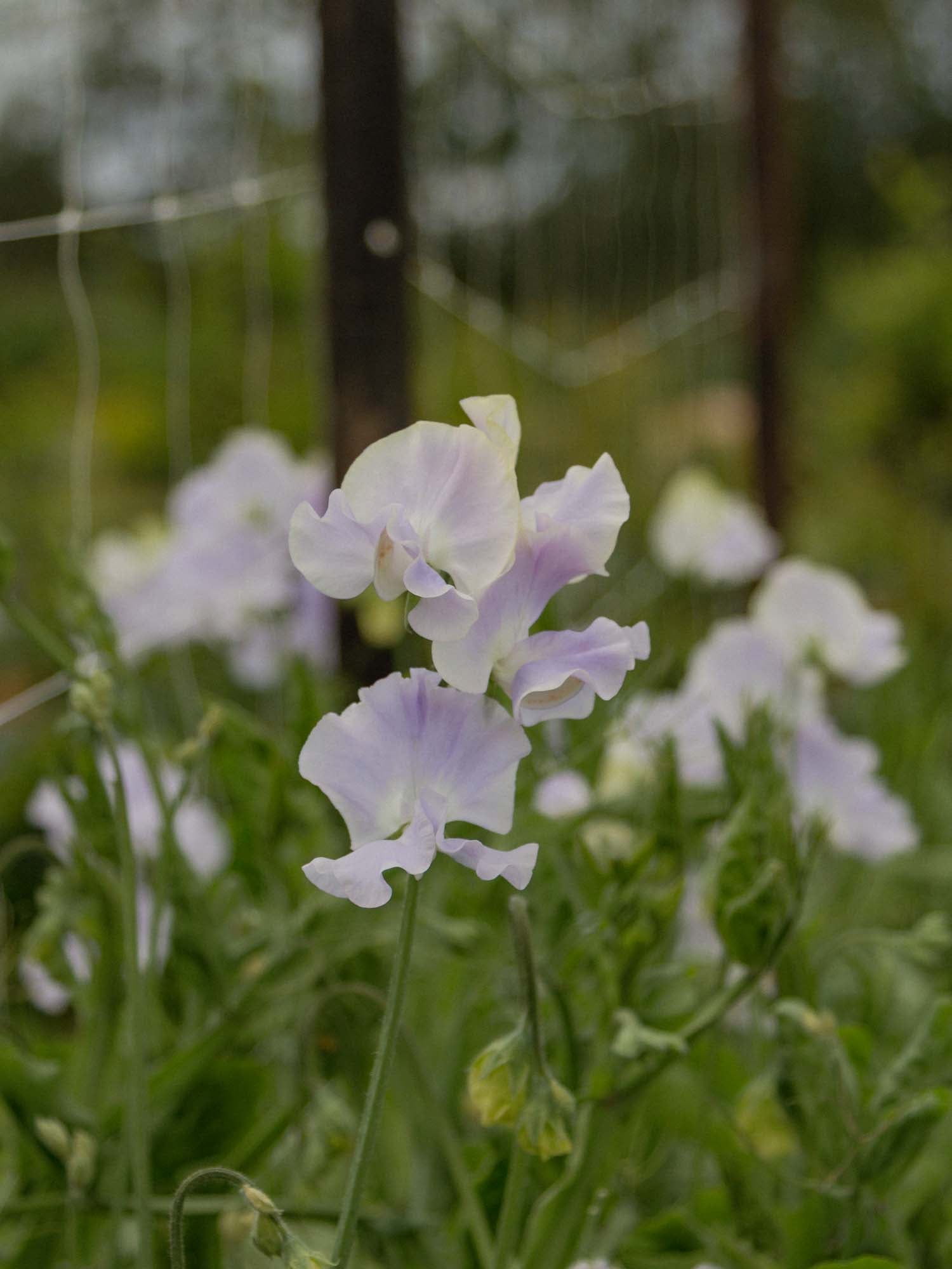 Sweet Pea - Oban Bay